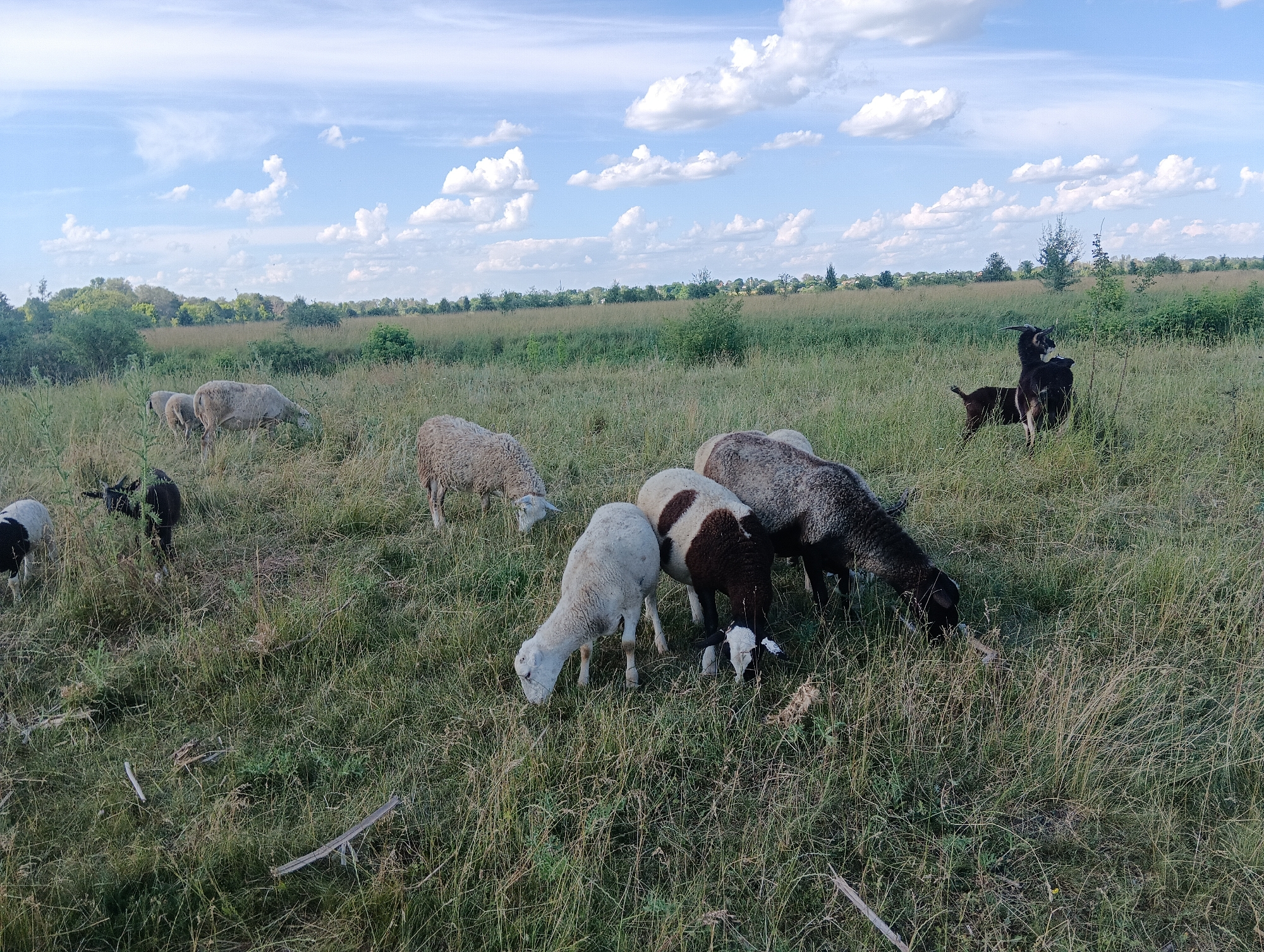 This image captures a serene pastoral scene in a grassy field under a bright, partly cloudy sky. Several sheep and at least one goat are grazing peacefully amidst the tall grass. The sheep vary in color, with some being light-colored and others exhibiting a patchy black and white or brown and white pattern. One black goat with horns stands slightly apart from the grazing sheep, observing its surroundings. The landscape features a distant line of trees and shrubs that forms the horizon, suggesting an open rural area. The sunlight indicates it is daytime, likely late morning or early afternoon, given the bright sky and well-lit field. The overall mood is tranquil and idyllic, characteristic of a quiet day in the countryside. There is no visible text in the image.