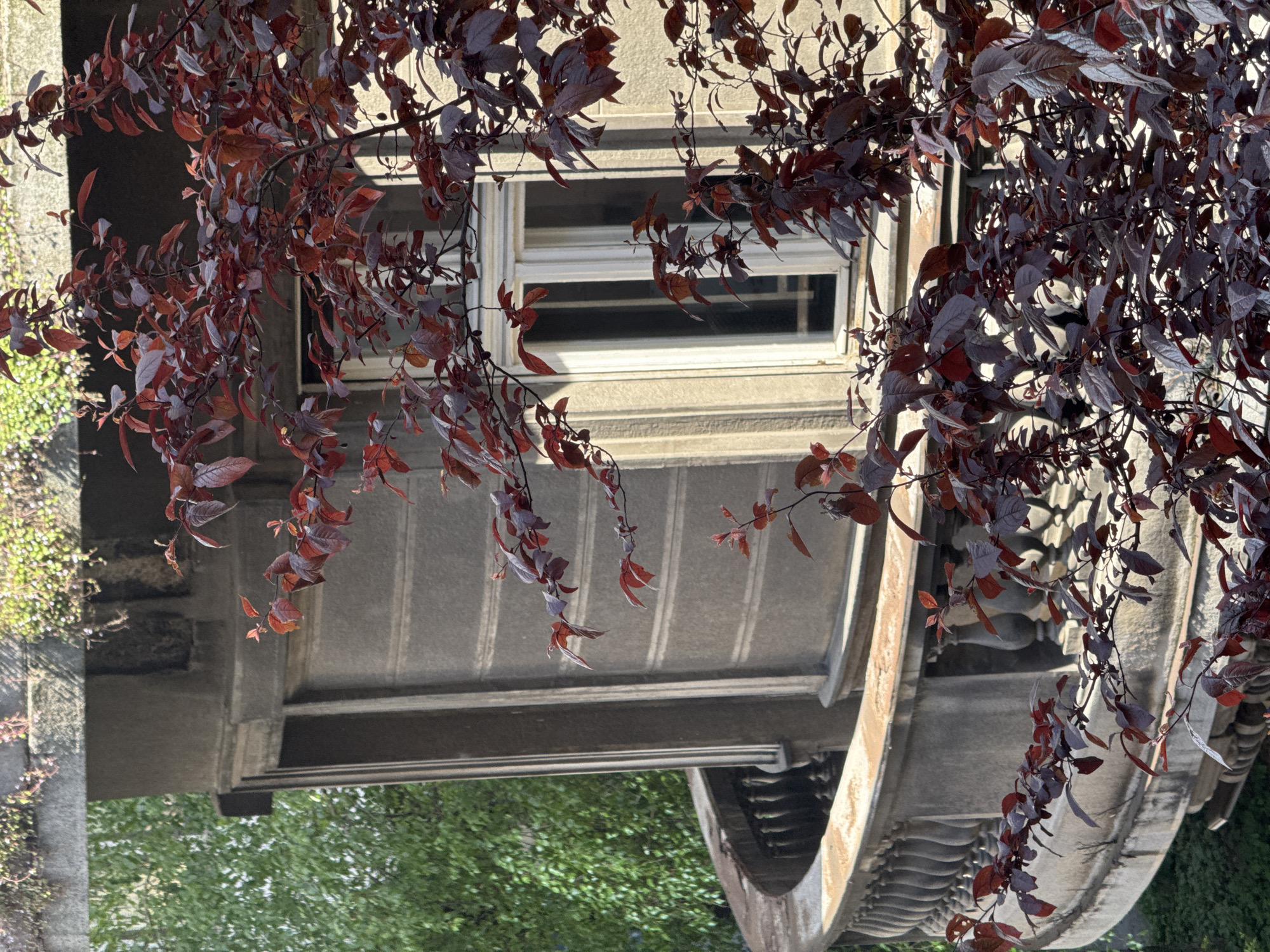 The image shows a building facade in Belgrade, Serbia, viewed from below through the branches of a tree with red leaves. The building is light-colored with a white window. The arch and architectural details are visible underneath the building structure. Greenery is visible in the background, both on the left and below the building. The image is oriented upside down.