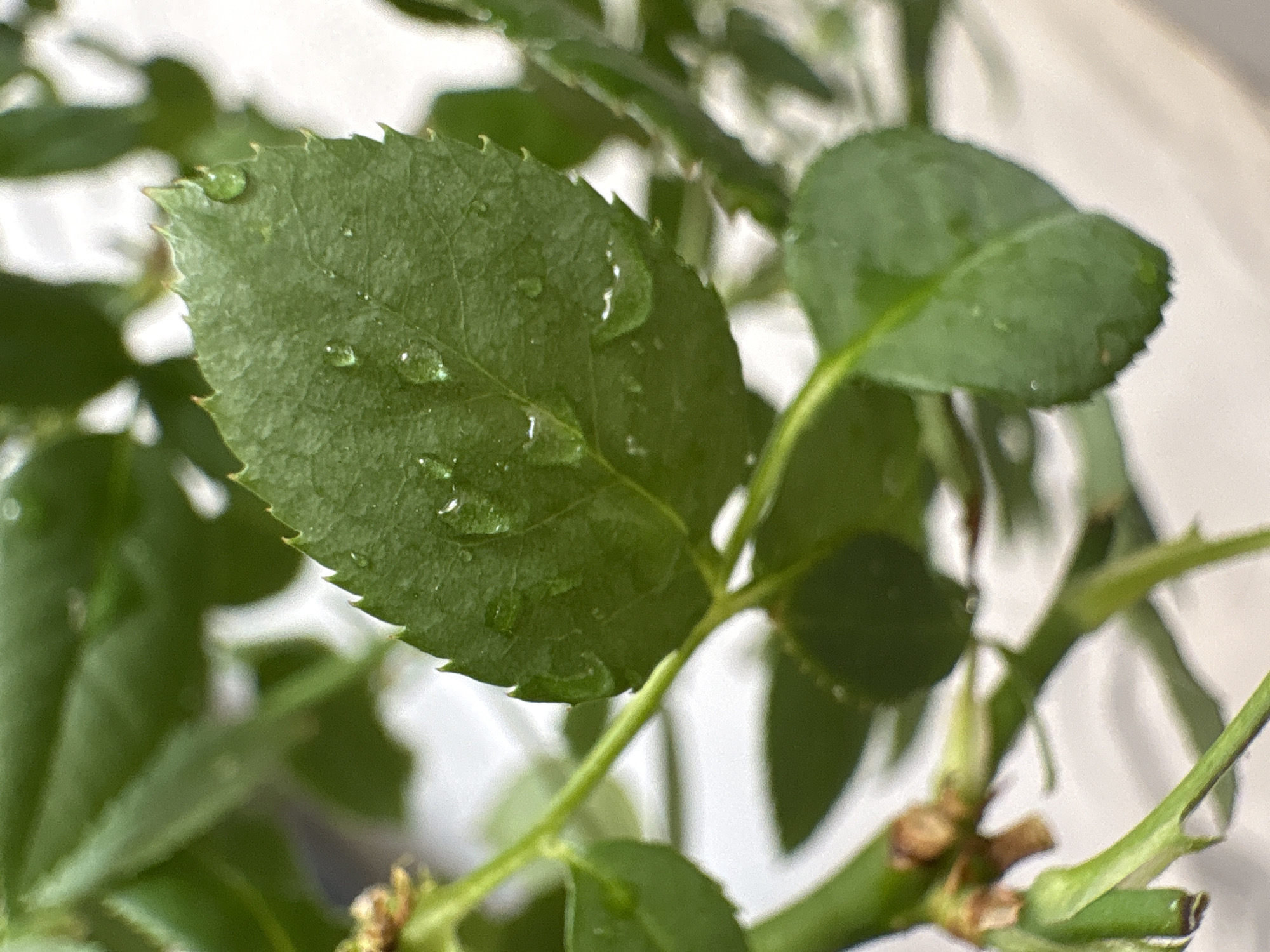 The image is a close-up, high-angle shot of a green leaf with water droplets on it. The leaf has serrated edges and is part of a plant with green stems and other leaves visible in the background, some of which are blurred. The background appears to be a light-colored surface, possibly a wall or table. The lighting suggests it is daytime, with natural light illuminating the scene. The image does not contain any information that would allow for a determination of its location in the city of Засечное, Russia, nor does it depict any people, actions, or interactions.