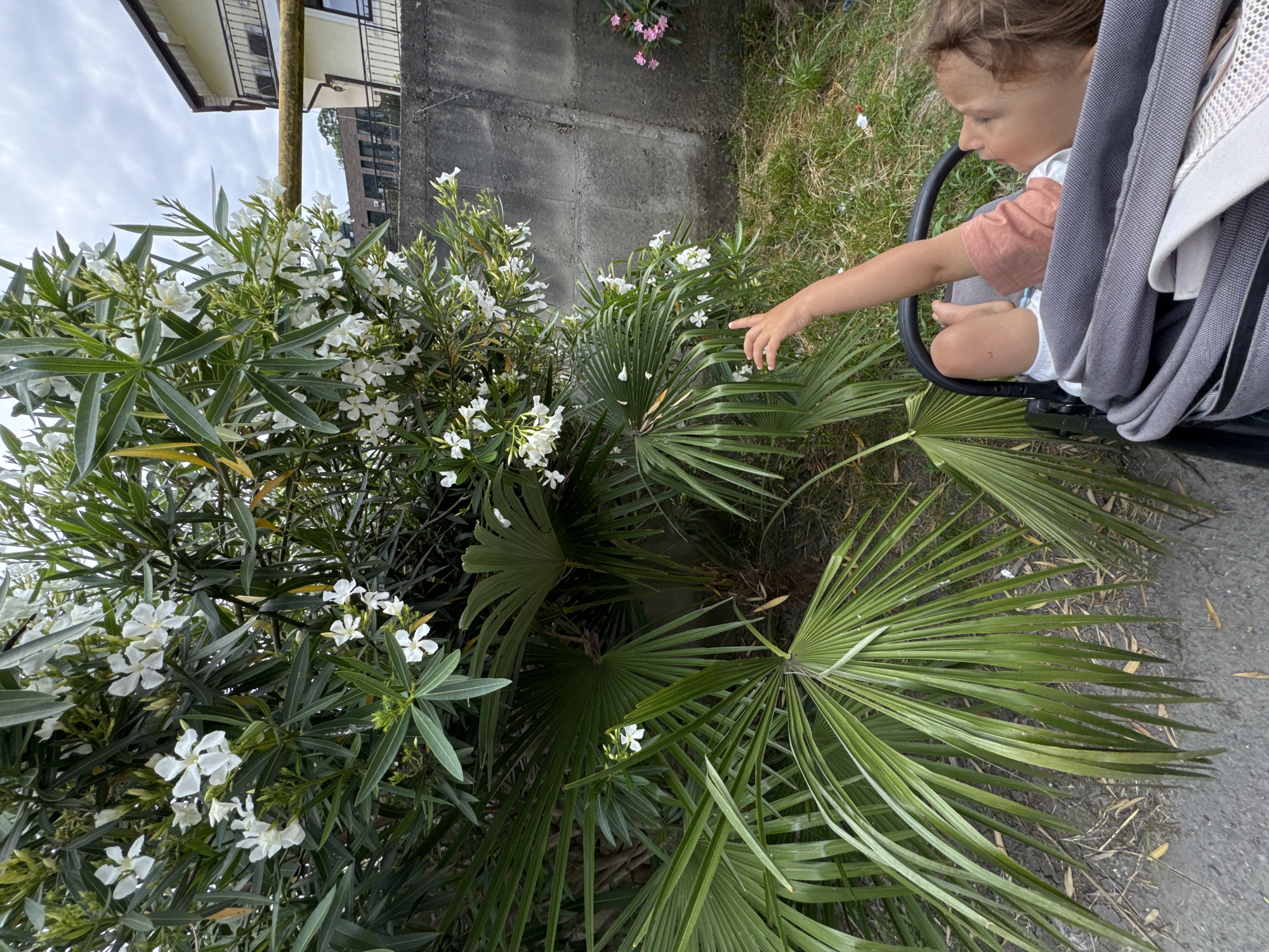 A young child, viewed from the back and right side, is seated in a stroller, reaching towards a flowering bush with white blossoms. The child's left arm is extended upwards and to the left, with their index finger pointing. They are wearing a coral-colored short-sleeved shirt and white underwear. The stroller is gray and black. Behind the child is a palm tree with large fronds. Beyond the plants, a concrete wall is visible, with a light-colored building with balconies and a yellow pipe in the background. The ground is covered with grass and dirt. The sky is overcast. This scene is likely located in Sochi, Russia, given the presence of palm trees and the style of the building.