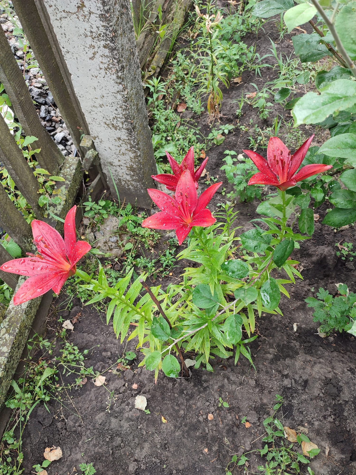 In the city of Voskobiinyky, Ukraine, a close-up, ground-level view captures a garden scene with four vibrant red lilies in full bloom. The lilies, glistening with water droplets, stand tall amidst lush green foliage and dark, damp soil. A weathered wooden fence, partially covered in moss, runs along the left side of the frame, juxtaposed against a concrete post. The background reveals more greenery and the natural contours of the terrain. The image is an outdoor, full-shot, landscape photograph taken in daylight.