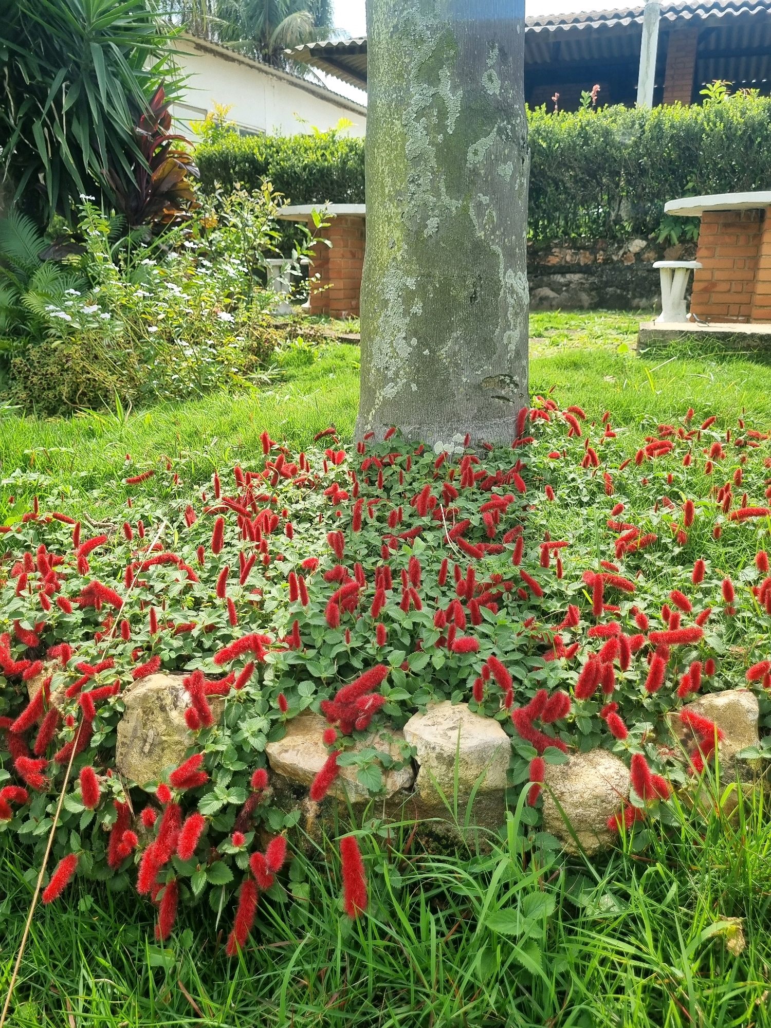 The image displays a garden bed filled with vibrant red, fuzzy flowers, possibly Acalypha hispida (Chenille Plant), surrounding the base of a large tree trunk. The ground is covered in lush green grass, and several large, light-colored stones are partially embedded in the flower bed. In the background, a white building with a gray, corrugated roof is visible, along with a neatly trimmed green hedge. The setting appears to be an outdoor residential or public space, potentially in the city of Laranjal Paulista, Brazil, characterized by its tropical or subtropical vegetation and architecture. No people or animals are present in the scene. The focus is on the natural elements of the garden and the surrounding built environment.
