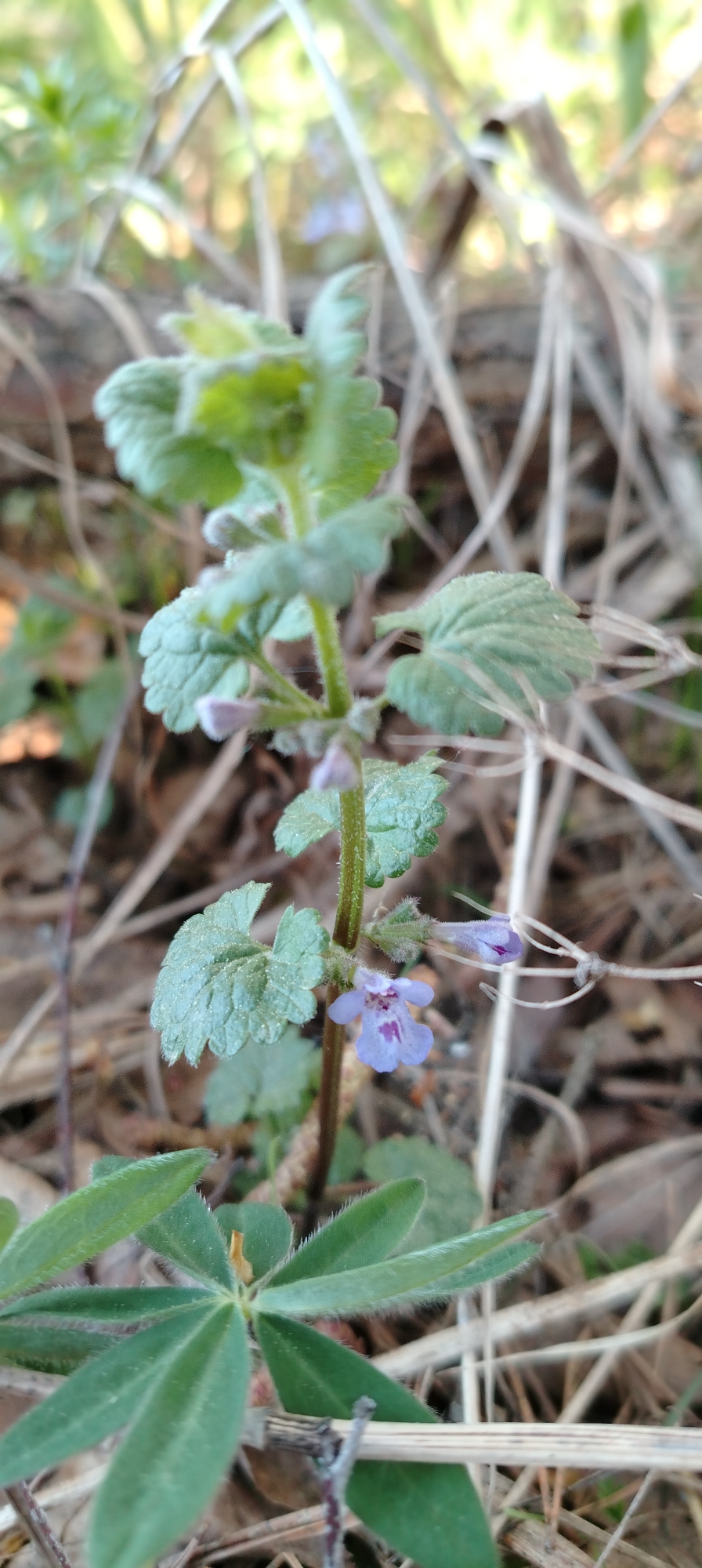 A close-up shot of ground ivy (Glechoma hederacea) in the foreground, with small purple flowers and rounded, scalloped leaves. Some dried grasses and a few other green plants with narrow, elongated leaves are also visible. The setting appears to be a natural, outdoor environment, likely a grassy area or woodland floor, and the location is specified as Zipunovo, Russia. The focus is on the details of the plant and its immediate surroundings, captured in natural daylight conditions.