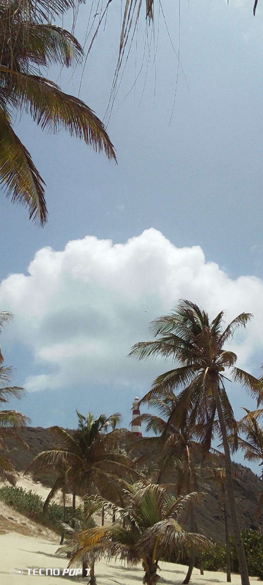 The image depicts a coastal scene in Pedro González, Venezuela, framed by palm trees. A large white cumulus cloud occupies the mid-sky, set against a blue sky. In the middle ground, a red and white striped lighthouse is visible atop a sandy hill. Palm trees in the foreground partially obscure the view of the hill and lighthouse. The scene appears to be captured from a low vantage point.