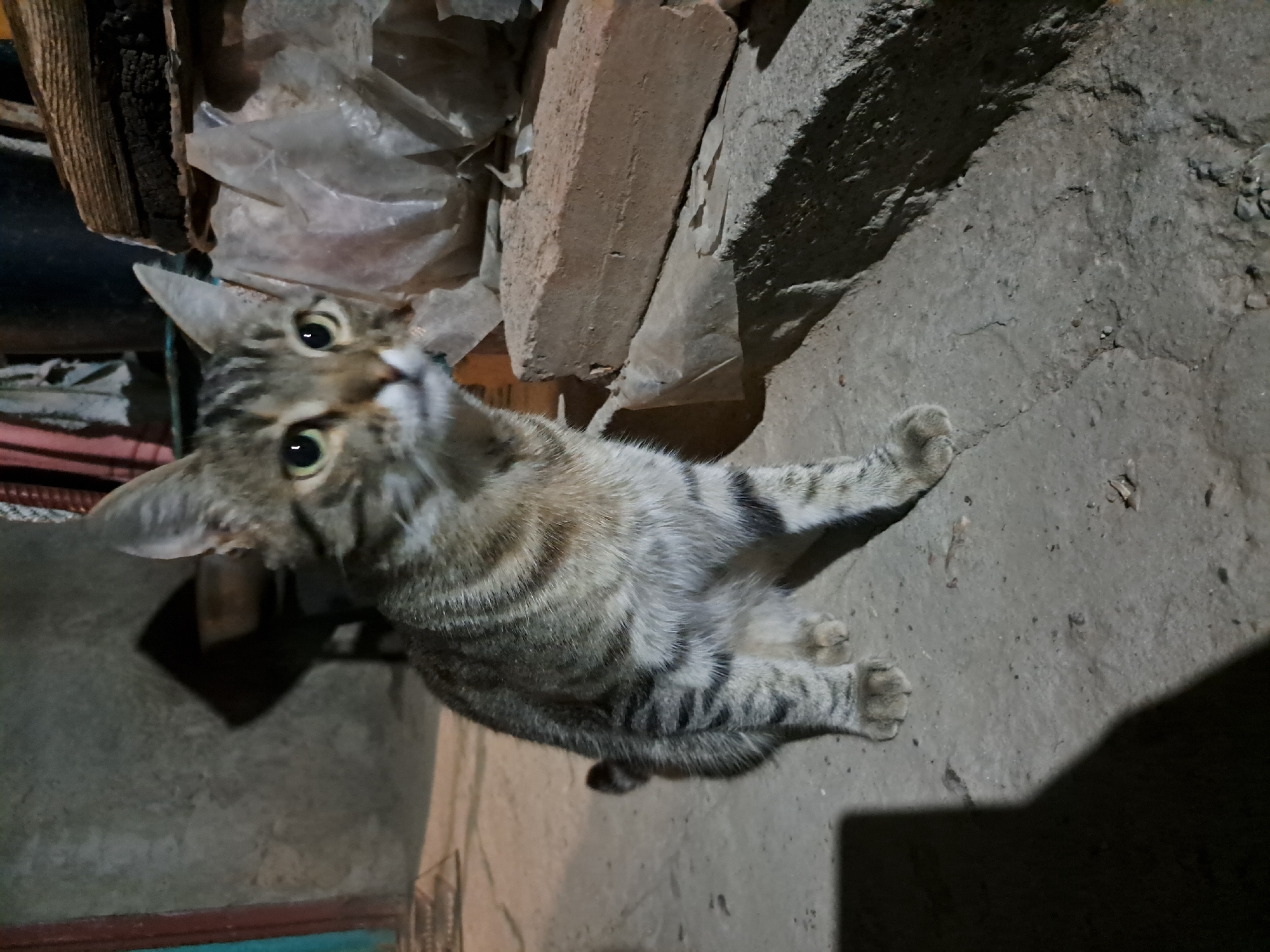 A tabby cat with green eyes is sitting on a concrete surface. The cat is facing towards the right side of the image, with its head slightly turned to the left. Its body is mostly visible, showing its striped fur and paws. The background appears to be an outdoor setting, possibly a yard or alleyway, with a rough wall to the left and stacks of materials, including bricks and plastic sheeting, to the right. A shadow of the cat is cast on the ground to the left. The overall lighting suggests it is nighttime or dusk. The location is Vypasne, Ukraine.