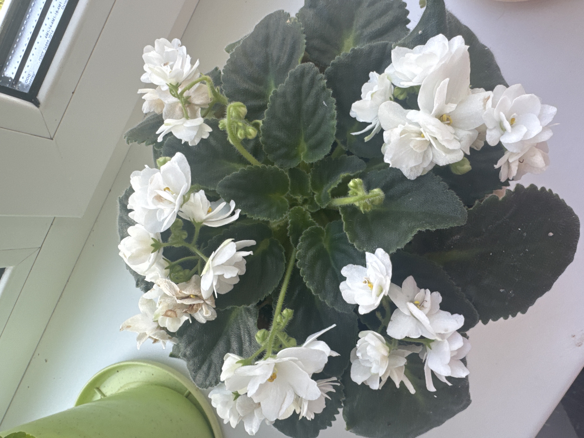 This is a high-angle, full shot of a potted African violet plant with white flowers on a windowsill in Nikolaevka, Russia. The plant, which is in a green pot, has dark green, fuzzy leaves and numerous white flowers, some of which appear to be wilting. The windowsill is white and clean. Behind the plant, a window with a fluorescent light fixture is visible. The overall lighting is bright, suggesting daytime. There are no people or animals in the image.