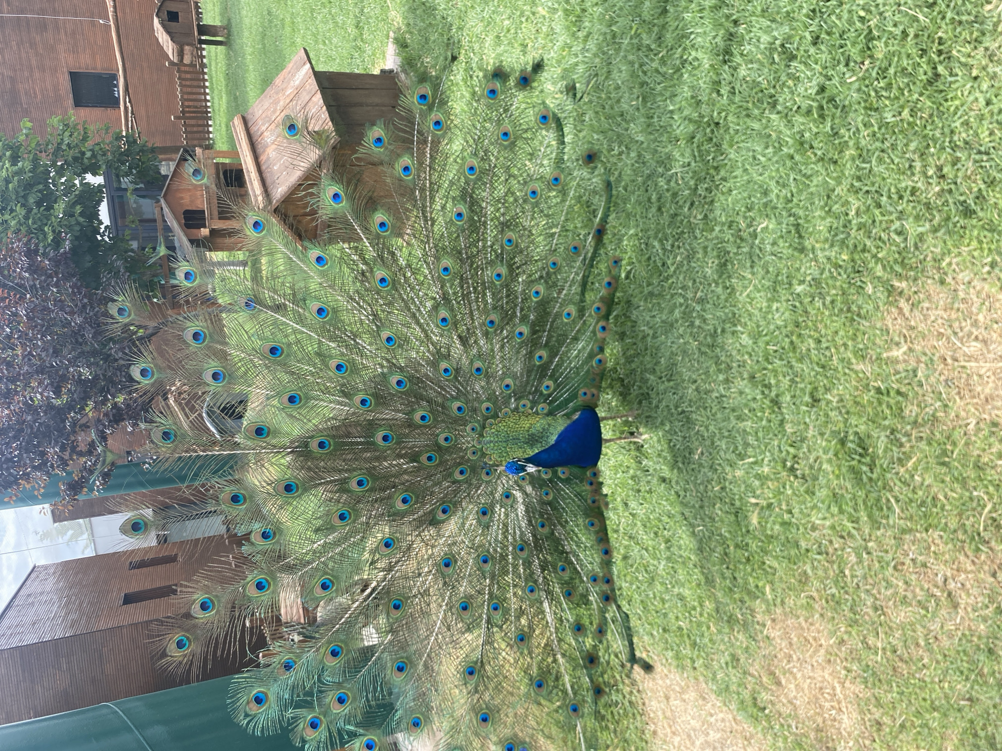 A peacock stands with its tail feathers fanned out on a grassy lawn in Kocasinan, Turkey. The peacock displays a vibrant array of iridescent blue and green feathers, each adorned with an "eye" pattern. In the background, there are several small, wooden structures resembling birdhouses or shelters. Further back, a building with a wooden facade and a fenced area can be seen. The environment is predominantly green, with patches of dry grass visible in the foreground. The sky is partially visible, suggesting it is daytime.