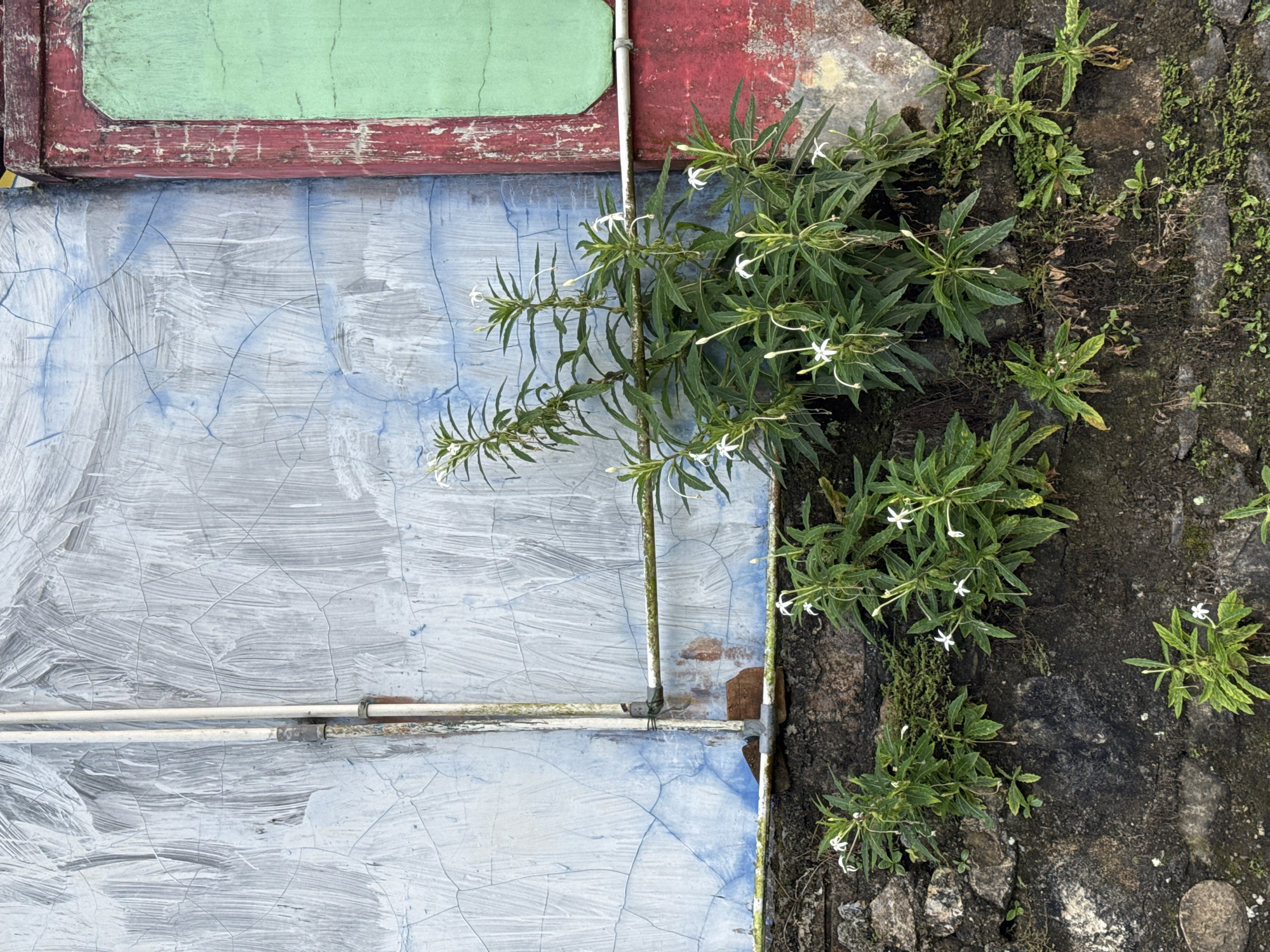 In the city of Kalirancang, Indonesia, a weathered, cracked wall serves as a backdrop for a cluster of green plants with delicate white flowers. The wall itself is a tapestry of textures and colors, with sections of faded blue and grey paint peeling away, revealing hints of an underlying rough surface. To the right, a vertical band of deep red paint frames a section of pale green. Two parallel white pipes run vertically up the wall on the left, attached by a metal clamp. Another horizontal pipe, also white, extends from the vertical pipes towards the right. The plants, with their lush green foliage and small, star-shaped white blossoms, are growing from the top of a dark, rough-textured stone wall that forms the base of the scene. Some of the plants are taller and more established, reaching towards the painted wall, while others are smaller and closer to the stone. The overall impression is one of nature reclaiming an urban space, with the vibrant green of the plants contrasting with the decaying facade of the building.