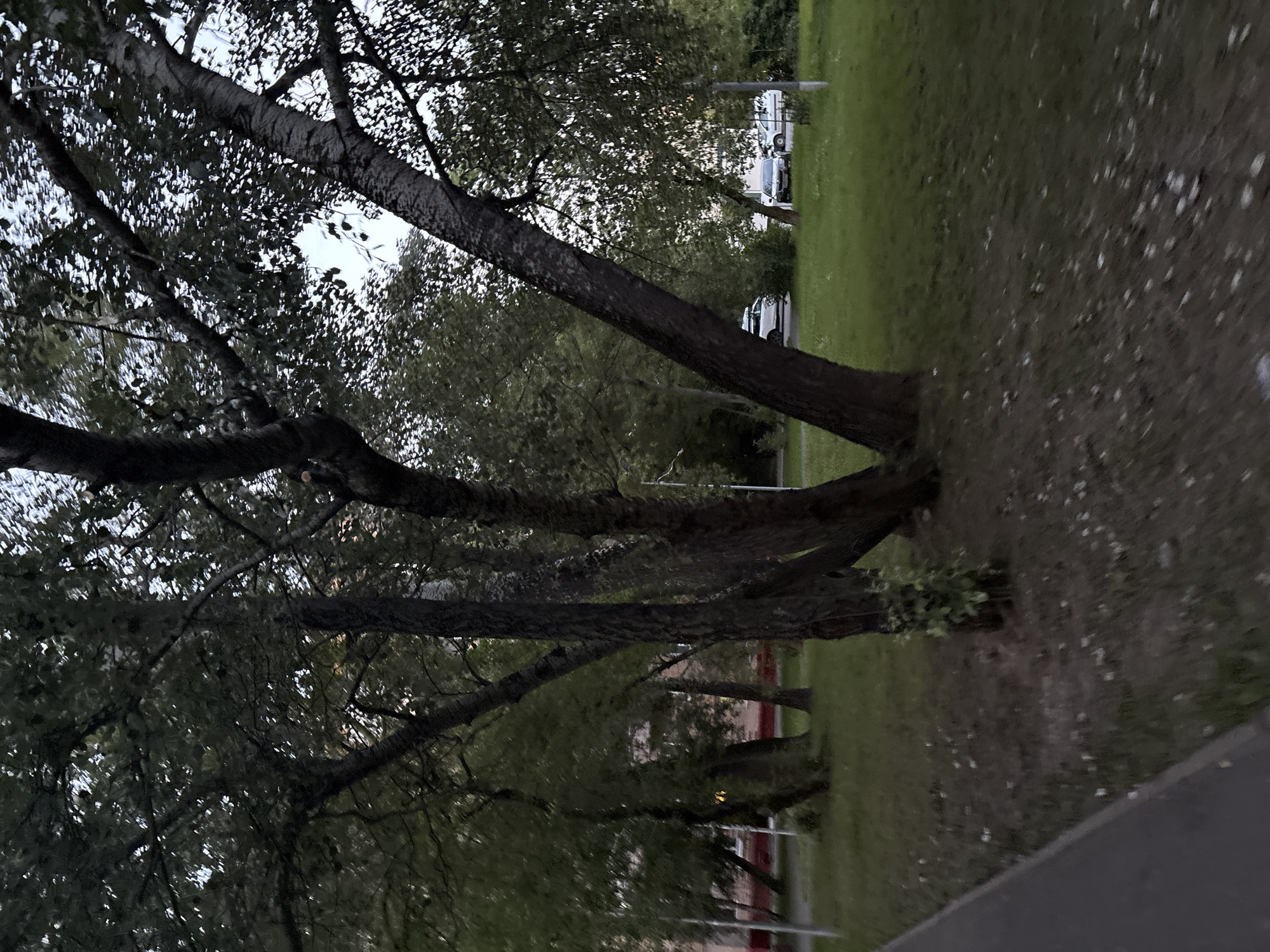 The image depicts a dimly lit outdoor scene, likely in the evening, given the low light and overcast sky. The foreground is dominated by the trunks and branches of several trees, their dark silhouettes contrasting with the lighter, dappled sky visible through their leaves. The trees appear to be mature, with thick, textured bark.
Beyond the trees, a patch of green grass is visible, suggesting a park or a lawn area. Further in the background, there are glimpses of buildings with a light-colored facade and red accents, possibly indicating a residential or institutional complex. Two white vans and a dark-colored car are parked on what appears to be a road or a parking lot behind the trees.
The overall mood of the image is calm and subdued, with no discernible activity taking place. The lighting suggests it could be dusk or a heavily overcast day. There is no visible text in the image. The location context of Moscow, Russia, implies an urban or suburban environment with a significant amount of greenery interspersed with built structures. The image is oriented sideways.