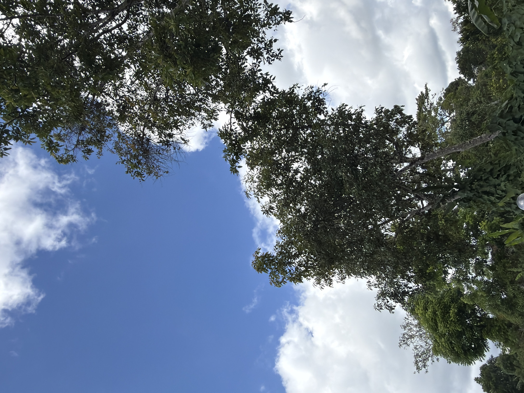 The image shows a sky with scattered white clouds and a vibrant blue sky. In the foreground and midground, there are several lush green trees with dark foliage. The trees are dense and full, with some branches extending towards the sky. The overall scene suggests a natural, outdoor environment, likely in a tropical or subtropical region, given the dense vegetation and the bright, sunny sky. The image does not contain any people or specific man-made structures, other than what might be implied by the presence of the trees in a potentially cultivated area or park. There is no indication of the city of Kintamani, Indonesia within the visual information provided.