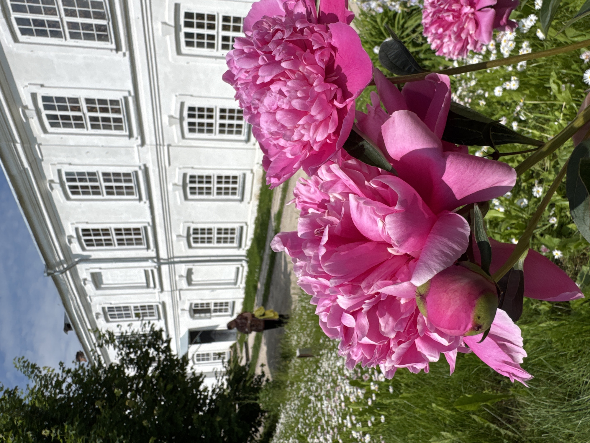 This image shows a close-up of bright pink peonies in the foreground, with a white building and a person in the background. The building is large and appears to be historical, with many windows. The person is walking away from the camera on a path, and is carrying a yellow bag. The peonies are in full bloom, and their petals are a vibrant pink. The background is a garden with green grass and small white flowers. The overall impression is one of a beautiful and peaceful day in a historic setting. The building's architecture suggests it could be part of a monastery or an estate, possibly in the city of Veliky Novgorod, Russia, given the presence of peonies, which are common in the region.