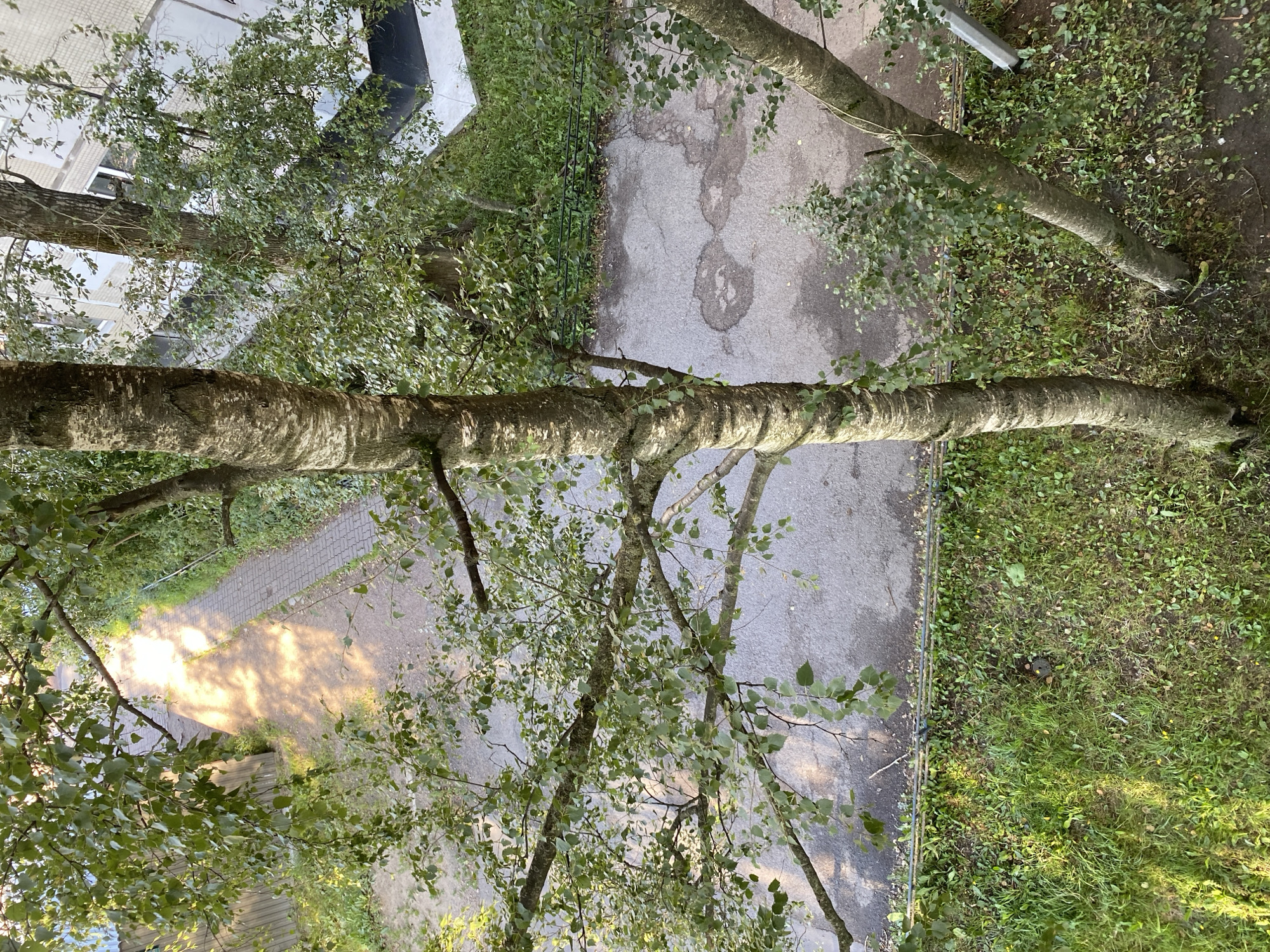 This image captures an overhead view of a courtyard area in Saint Petersburg, Russia. The scene is dominated by trees with prominent, textured bark and green foliage. A paved walkway, made of interlocking rectangular stones, is visible, partially covered by dappled sunlight and shadows cast by the trees. Adjacent to the walkway is a gray asphalt surface with distinct water stains, suggesting recent rain or a leak. Further beyond, lush green grass and dense undergrowth are present, bordered by a low, dark metal fence. In the background, a portion of a light-colored brick building with windows can be seen. The overall impression is an urban green space, likely a residential courtyard, during daylight hours. No people or animals are present in the image.