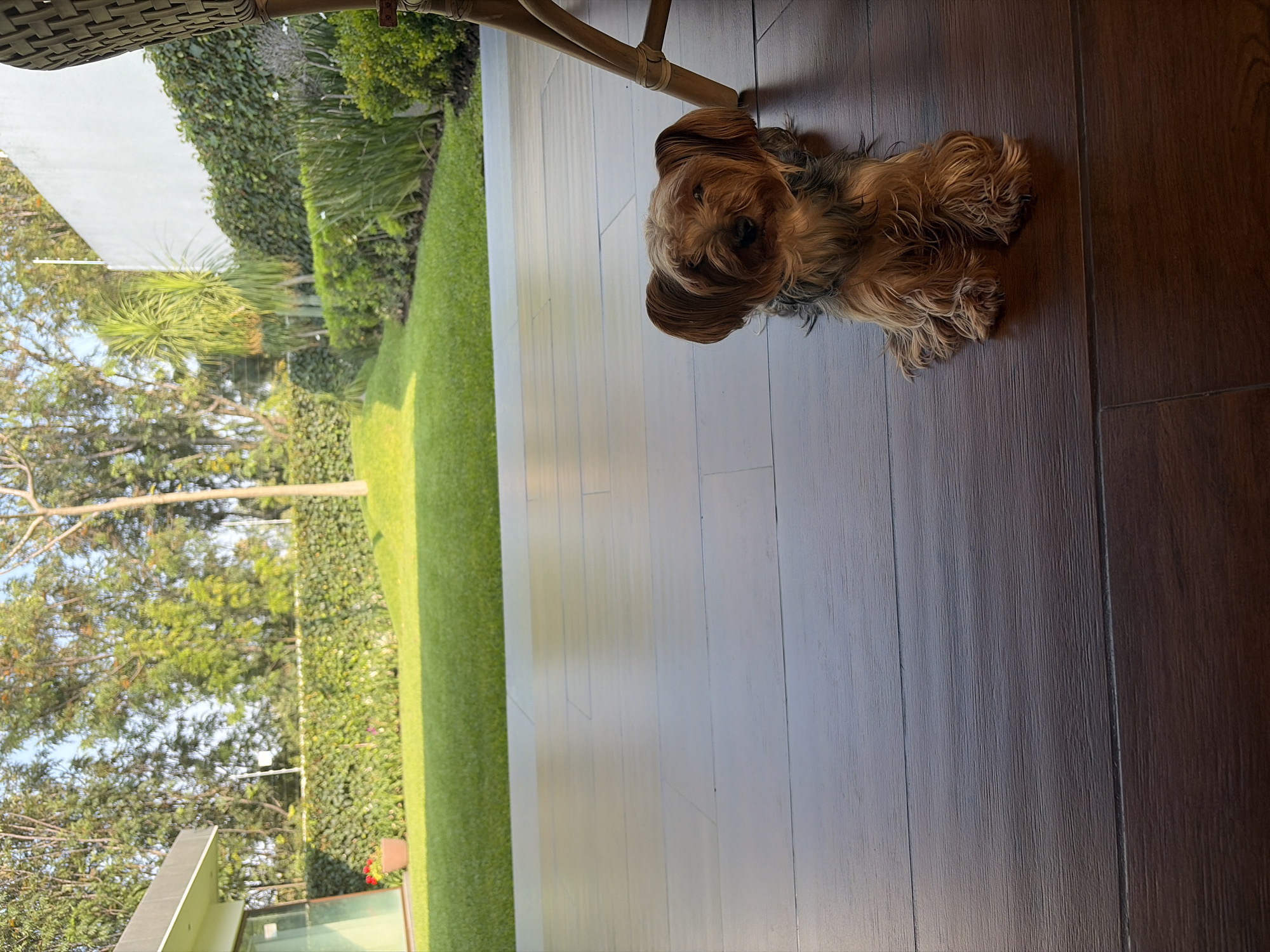 A small, brown and tan terrier-type dog lies on a wooden floor. Part of a wicker chair leg is visible above the dog. A covered patio-like area transitions to a lawn and gardens visible in the background. The setting appears to be a residence. The location is San Bernardino Tlaxcalancingo, Mexico.
