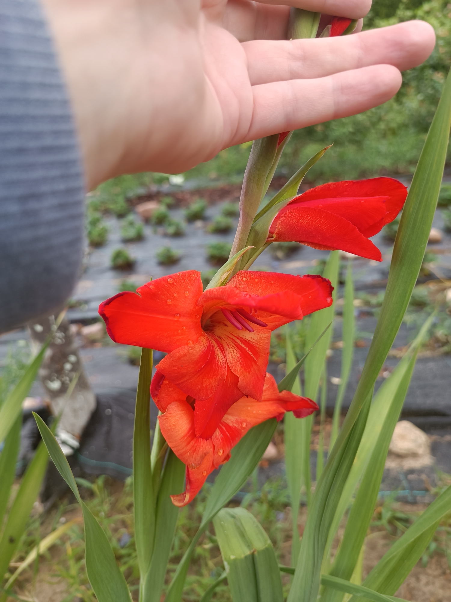 A close-up, slightly upward-angled shot shows a hand holding a stalk of red gladiolus flowers in a garden. The hand, with light skin and the index finger and thumb extended, is positioned to the left and top of the frame, obscuring part of the flower stalk. The gladiolus blooms are vibrant red, with some water droplets visible on the petals. Several green, sword-like leaves of the gladiolus plant are prominent. In the background, a blurred garden bed with rows of small green plants is visible, partially covered by black landscape fabric. The environment appears to be outdoors, possibly a community garden or agricultural plot. The location is identified as Тэльмінскі сельскі Савет, Belarus.