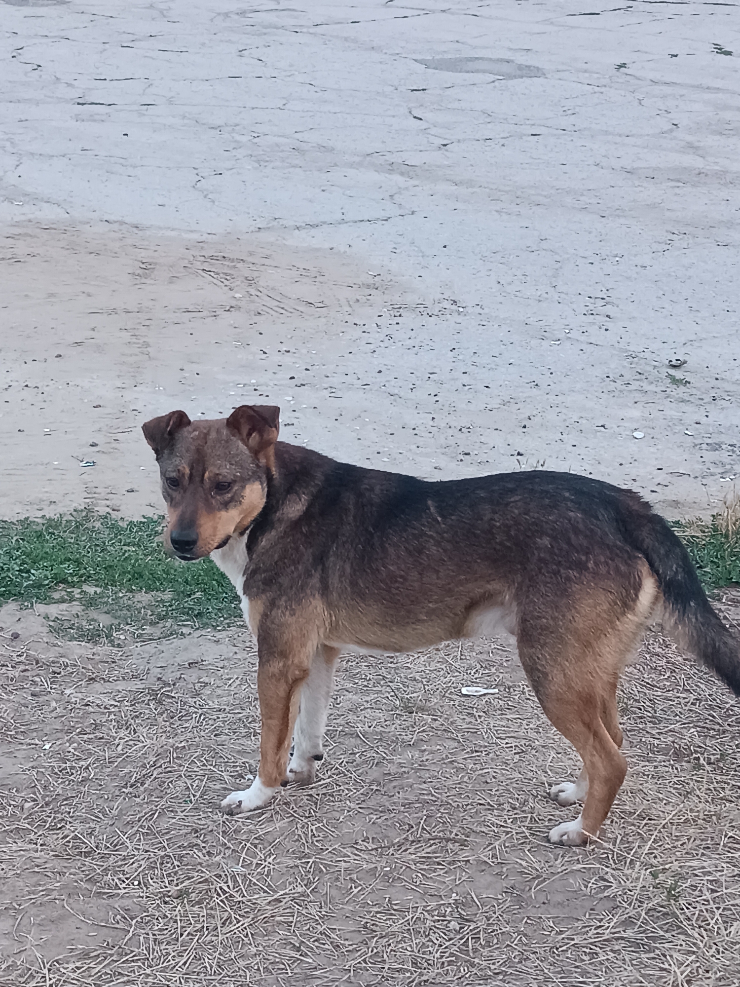A medium-sized dog with brown and black fur stands on dry grass and dirt. The dog is facing left with its head turned slightly towards the viewer. Its ears are floppy and its eyes are dark. The background is a dirt path with some sparse green grass to the left. The scene appears to be outdoors in a rural or semi-rural area, possibly within the city of Coșnița, Moldova.