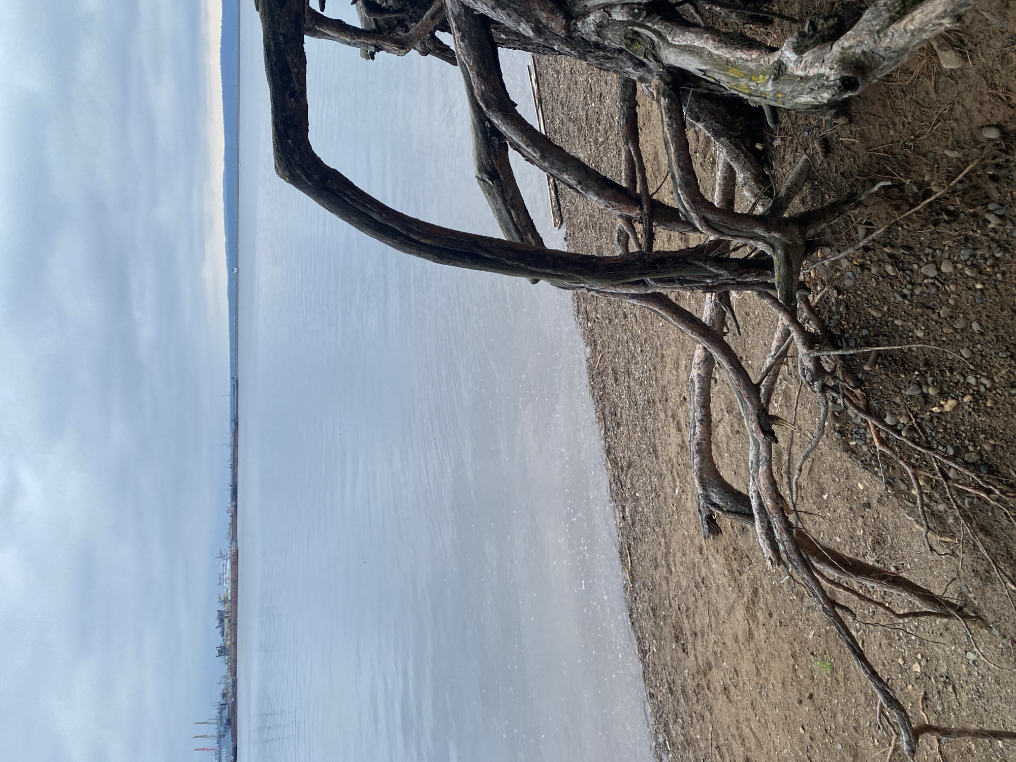 The image depicts a landscape scene in what appears to be Chaikovsky, Russia. In the foreground, there are exposed tree roots extending from the right side of the frame towards the center. The ground is covered with a mixture of sand, dirt, and small pebbles. To the left of the tree roots is a body of water, possibly a river or lake, with a flat, grey surface. The water meets a shoreline of light-colored sand or mud.
In the distance, on the far side of the water, there is a cityscape or industrial area. Structures, possibly buildings and cranes, are visible against a cloudy or overcast sky. The light is diffused, creating a muted and somewhat bleak atmosphere.