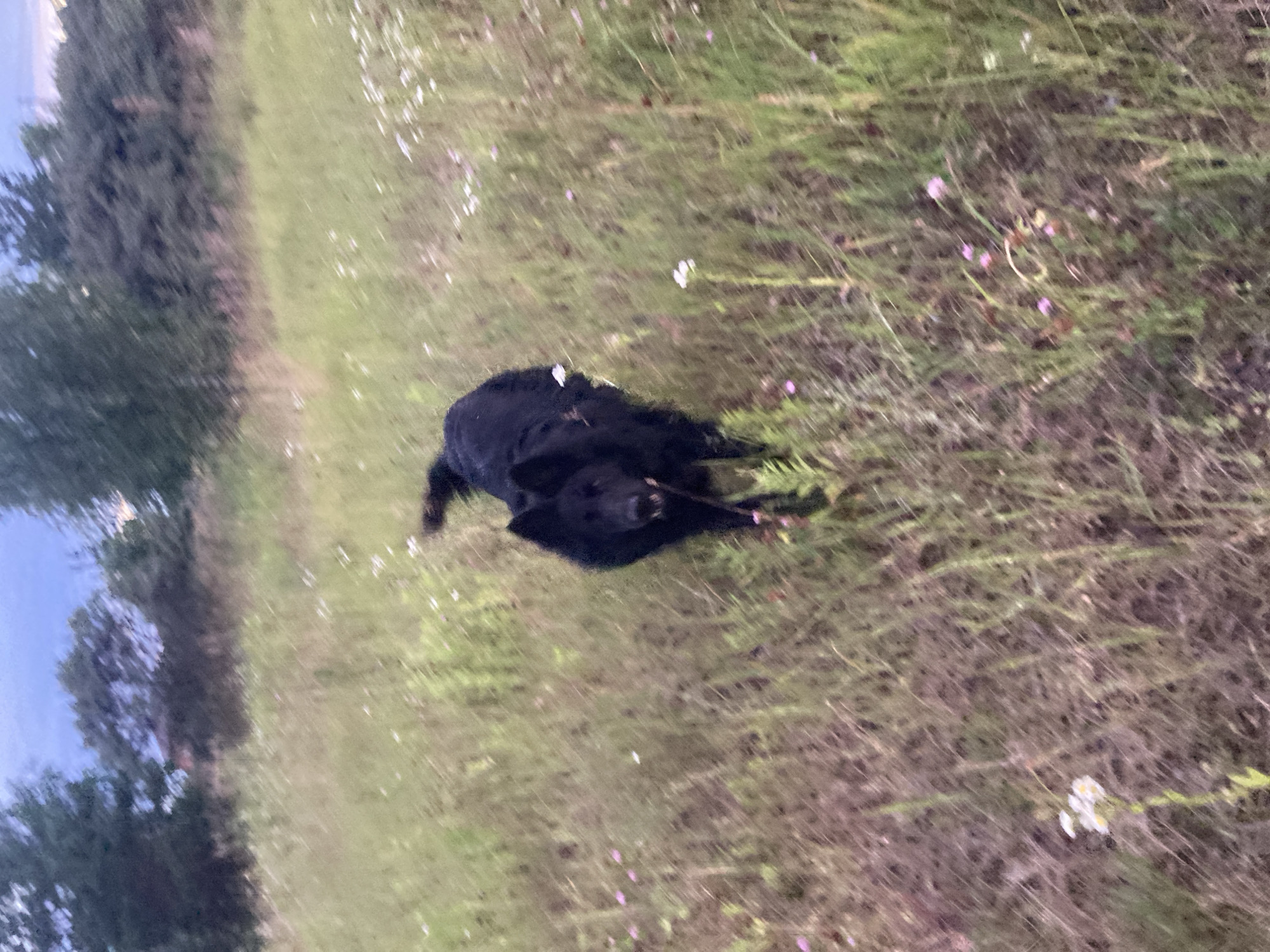 A black dog is standing in a grassy field at dusk. The dog is facing forward and appears to be holding a stick or branch in its mouth. The field is overgrown with tall grass and wildflowers. In the background, there are trees and a cloudy sky. The overall impression is one of a peaceful, natural setting. The location is Міханавіцкі сельскі Савет, Belarus.