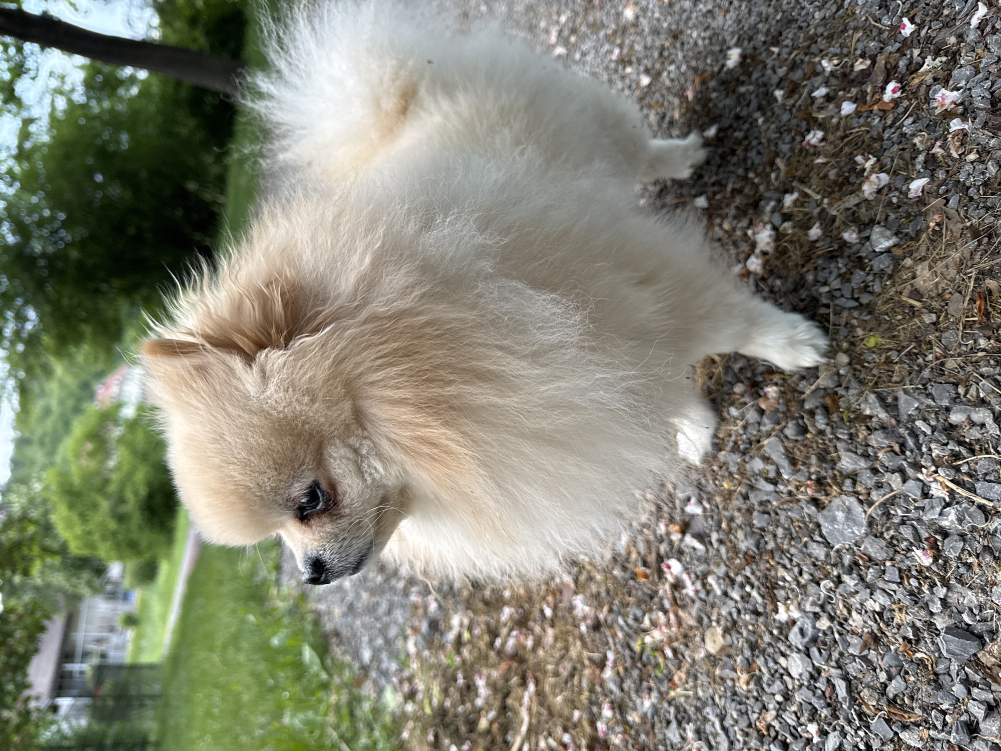 The image depicts a small, cream-colored Pomeranian dog standing on a gravel path. The path is strewn with small, scattered white and pink flower petals. The dog is positioned at an angle, looking slightly down and to the left.
In the background, there is a grassy area with trees, suggesting a park or green space. A building, possibly residential, is partially visible in the distance.
Given the description, it's plausible this scene could be located in a park or along a walking path within the city of Bietigheim-Bissingen, Germany, as parks and green spaces are common in urban environments.