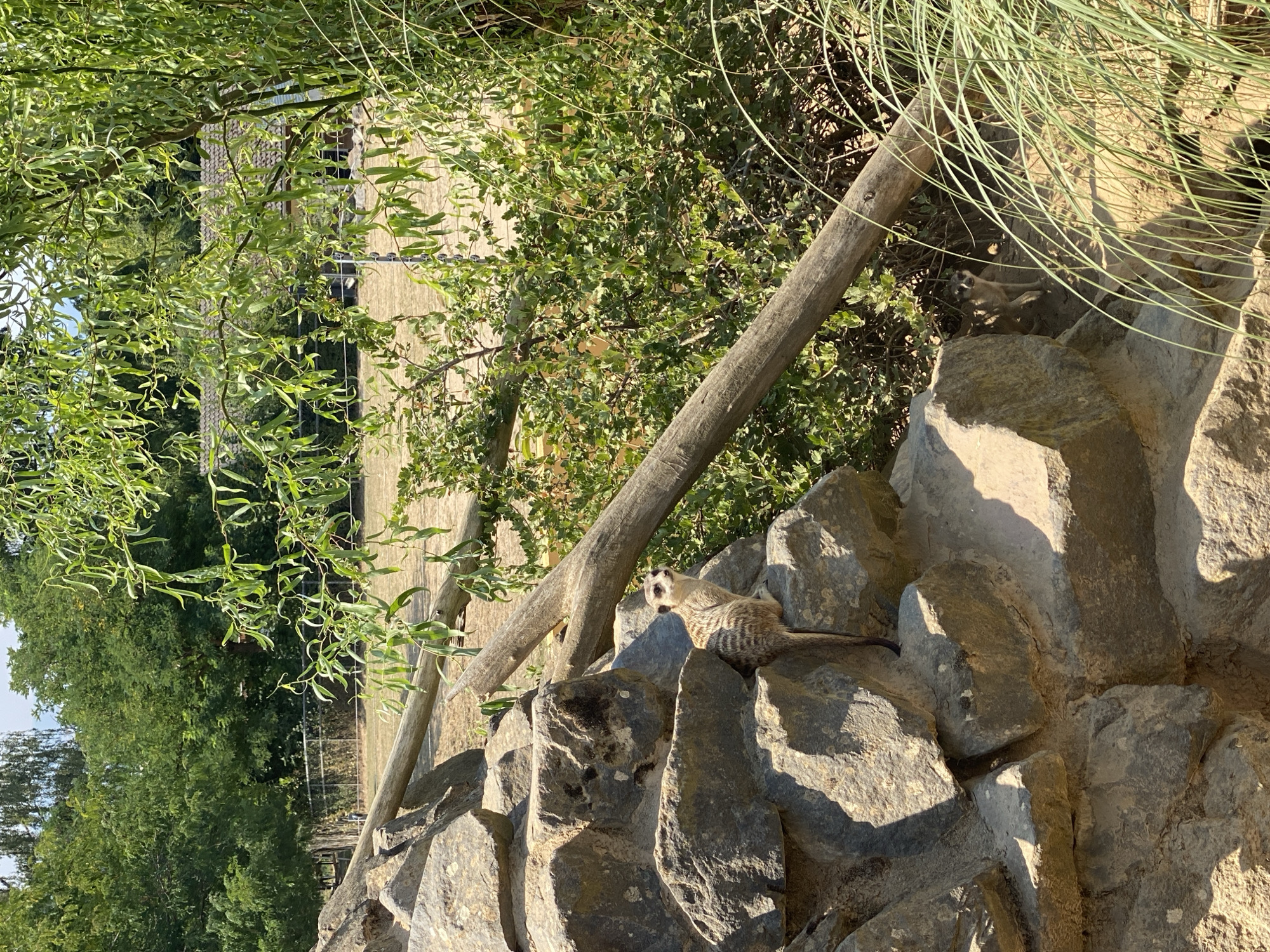 The image depicts an outdoor enclosure at the Zoo Neuwied in Germany. In the foreground, a meerkat is perched on a pile of large, grey rocks, looking towards the viewer with its head slightly tilted. Its fur is a mix of tan and brown stripes. To the right of the rocks, another meerkat is partially visible, standing amongst dry grass and foliage. A thick, weathered wooden log runs diagonally across the middle of the frame, separating the rocky foreground from the background. Behind the log, dense green foliage and trees form a natural backdrop. In the distance, a fence and what appears to be a building with a tiled roof are visible. The ground is dry and sandy. The lighting suggests a bright, sunny day.
