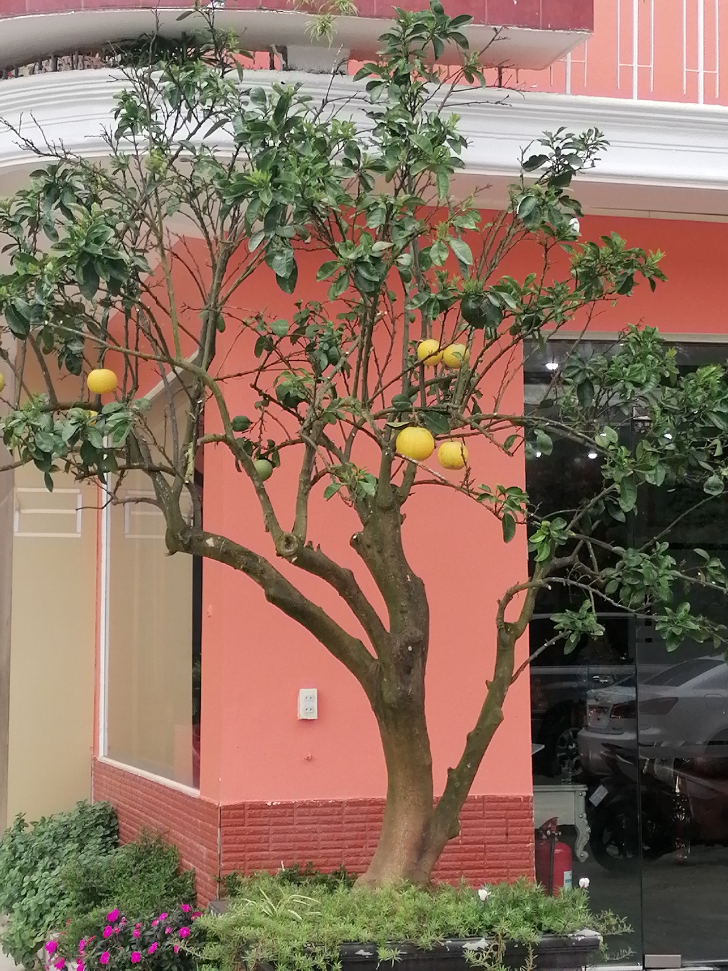 A mature citrus tree with several yellow and green fruits is centered in the foreground, planted in a black planter box. The tree's trunk is thick and gnarled, with bare branches extending upwards and outwards. Lush green leaves are scattered throughout the tree, with a few small white flowers visible at the base. To the left of the tree, a beige-colored building with a large window and a red brick base is visible. To the right, a pink building with a white decorative railing is present. In the background, a reflection in a dark window shows a glimpse of cars and motorcycles, suggesting a street scene. The scene appears to be in Da Lat, Vietnam, based on the architecture and vegetation.