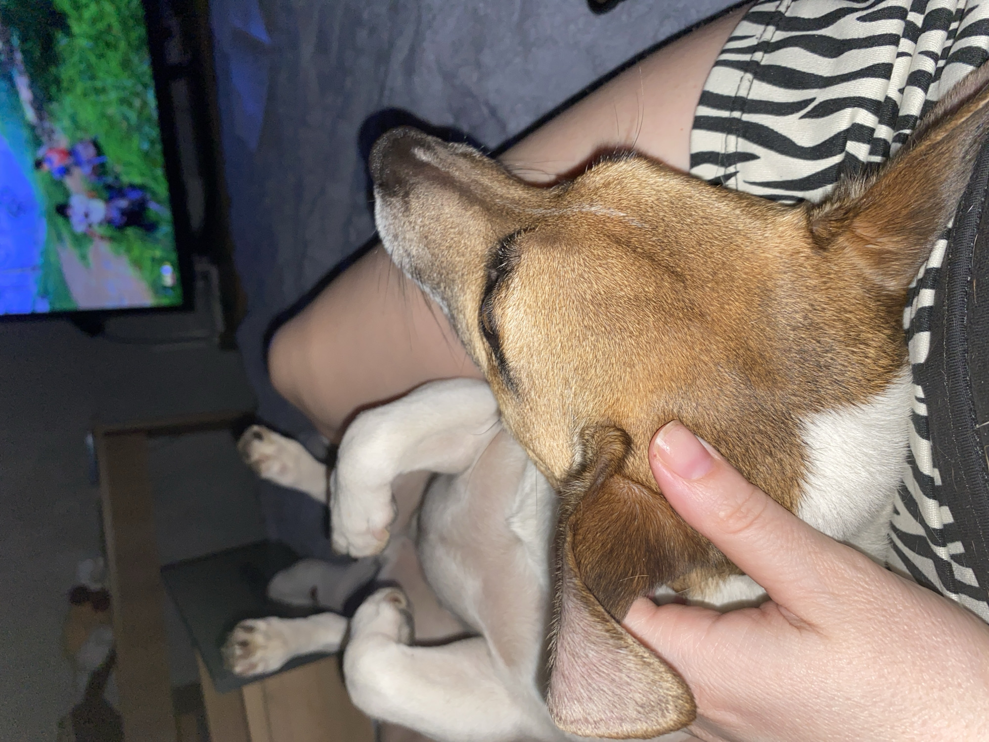 A dog with brown and white fur is lying on its back, cradled in a person's lap. The person's hand is touching the dog's head. The person is wearing a zebra-striped top. A television screen displaying a colorful scene is visible in the background. The location of Noviy, Russia, is irrelevant.