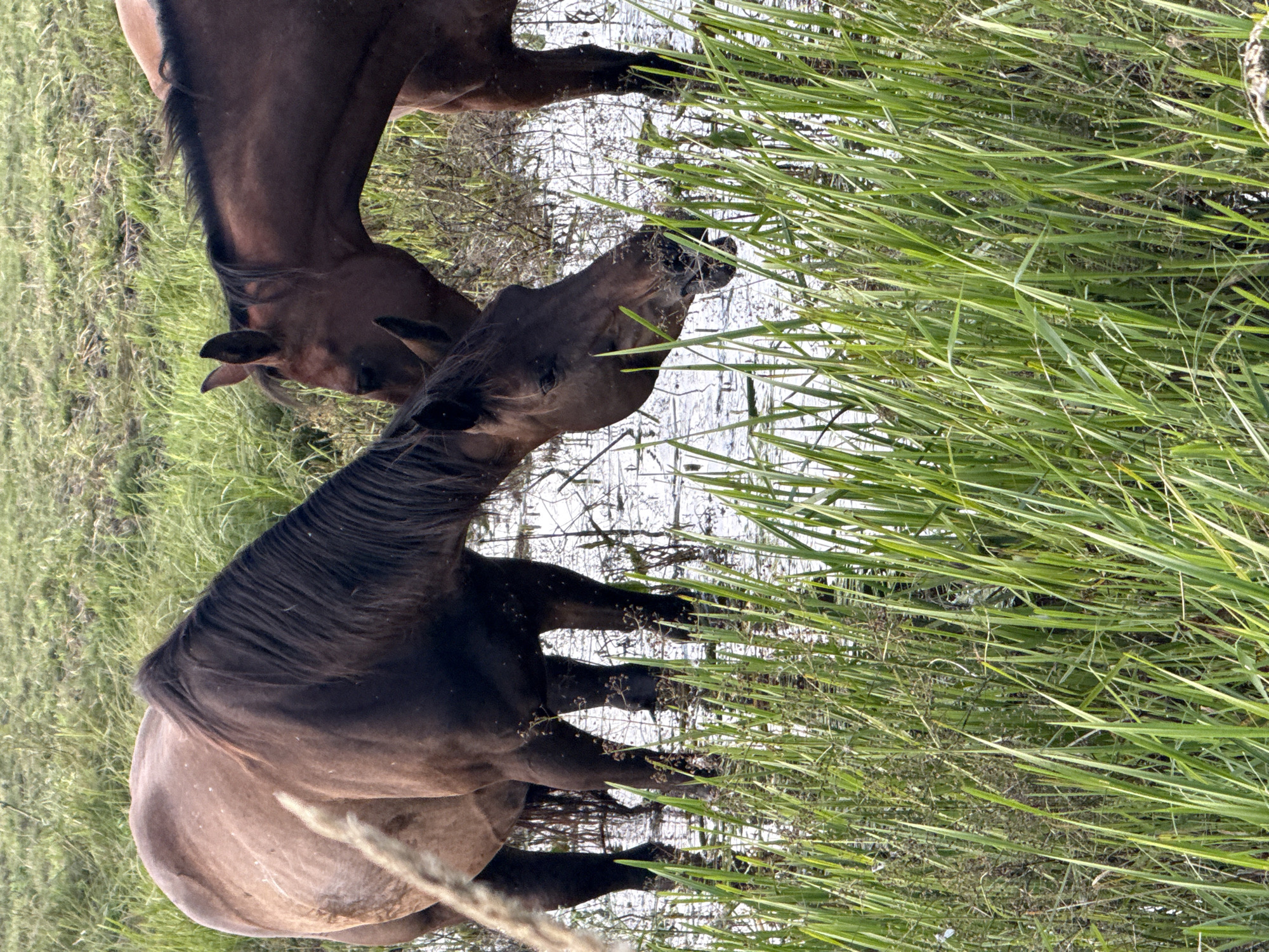 Two brown horses are standing in shallow water amongst tall green reeds. The horse on the left is facing left, with its head lowered to the water. The horse on the right is facing right, with its head also lowered. The water is still and reflects the sky. The reeds are dense and create a natural barrier around the horses. The background is a field of green grass. The scene appears to be a natural environment, possibly a marsh or wetland.