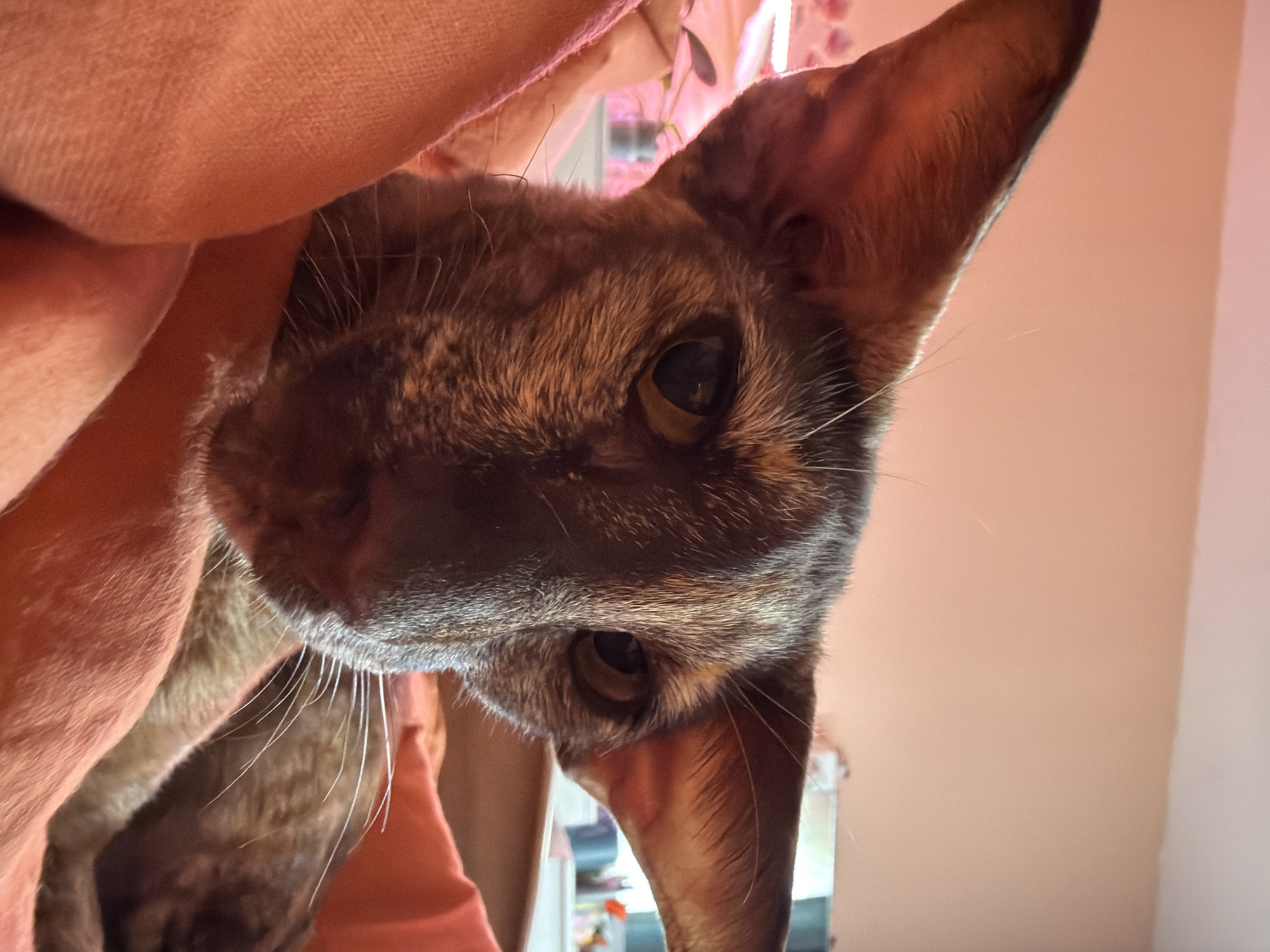 The image is a close-up, eye-level shot of an oriental shorthair cat. The cat has large ears, a mottled brown and black coat, and piercing yellow eyes. It is nestled amongst soft, peachy-pink fabric, likely a blanket or clothing, which fills the foreground. The background is out of focus, showing a blurred wall with a peachy-pink hue and hints of a window with some items visible on a shelf. The lighting appears warm and indoor. There is no indication of the city of Chaikovsky, Russia in the image.