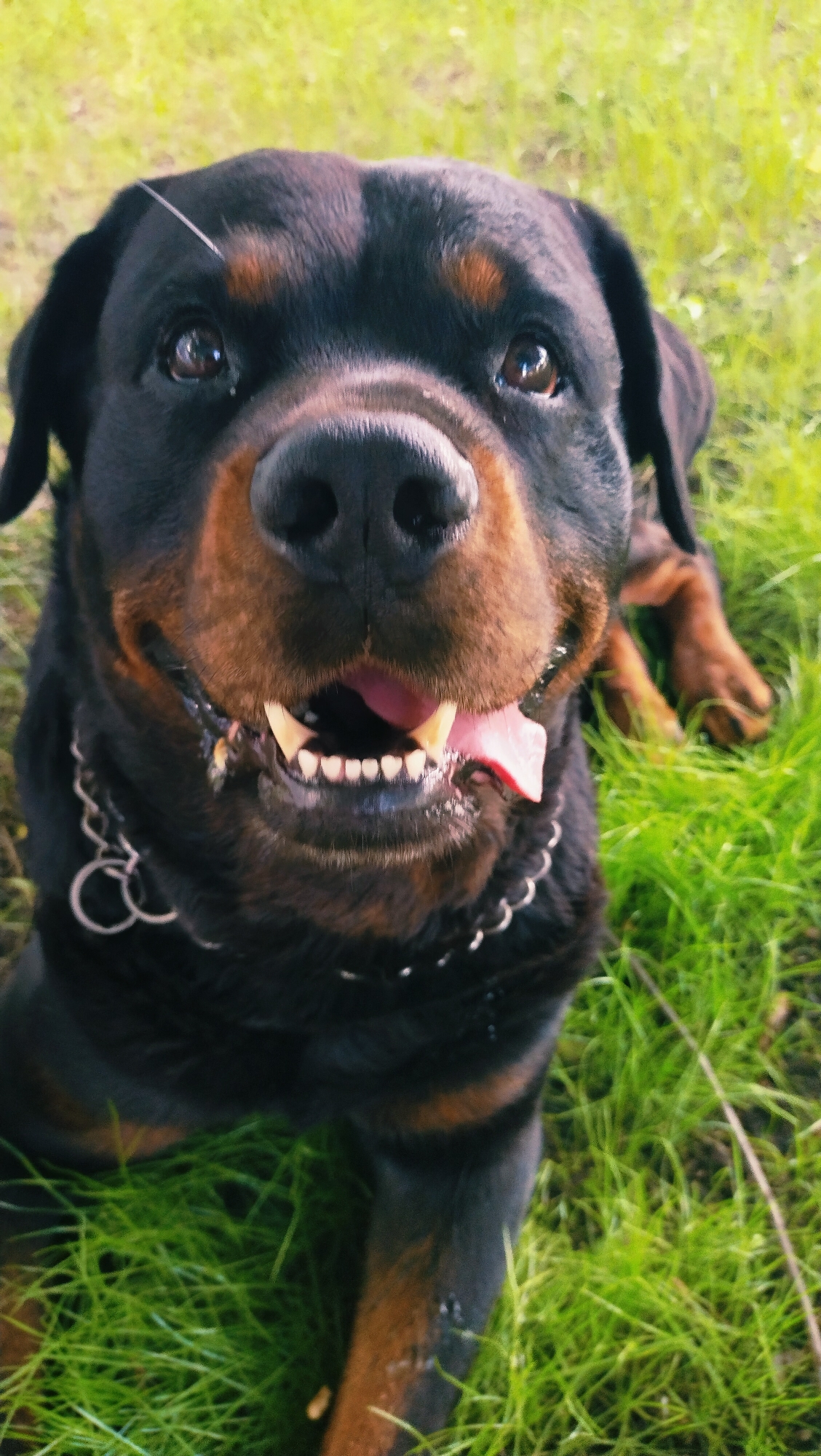 A Rottweiler dog is lying in green grass, facing the camera. The dog's mouth is open, showing its teeth and tongue. It is wearing a chain collar. The background is out of focus, but appears to be more green grass. The image was taken outdoors, likely in a park or backyard. There are no people or buildings visible in the image. The image is a close-up shot of the dog's face and upper body. The lighting suggests it is daytime. The exact location in Horishni Plavni, Ukraine is not determinable from the image alone.
