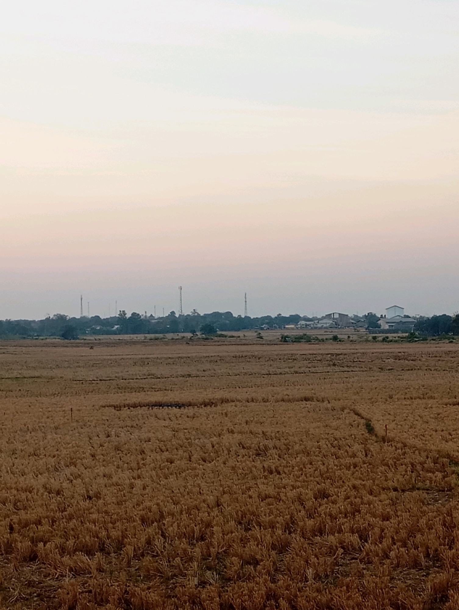 This is a landscape photograph taken in the city of Haurkolot, Indonesia. The foreground is dominated by a harvested field, showing stubble and dry straw. In the mid-ground, a line of trees separates the field from a settlement. The settlement consists of several buildings, including what appear to be industrial structures with flat roofs, and numerous radio towers or communication masts of varying heights. The sky above is clear and overcast, with a gradient of pale yellow and pink hues, suggesting either dawn or dusk. The overall impression is one of a rural or semi-industrial landscape under a soft, diffused light.