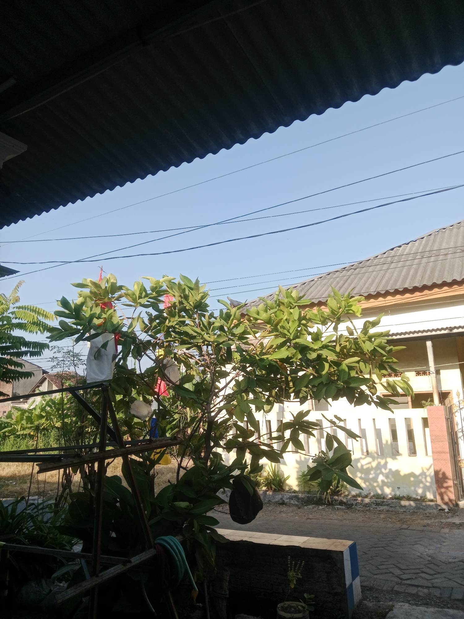 The image depicts a clear, sunny day in Kejapanan, Indonesia, with a view of residential buildings and vegetation. In the foreground, a tree with large green leaves is prominent, some of which are covered with white or red bags, suggesting it may be a fruit-bearing tree undergoing cultivation or protection. To the left, a metal structure, possibly a garden support or frame, is visible, with a green hose coiled on it. Behind the tree and structure, a building with a corrugated gray roof and light-colored walls is seen, featuring a fence with vertical white bars and decorative metal elements. The ground is paved with interlocking bricks in some areas and asphalt in others, with a concrete curb. The sky is a bright blue with a few faint lines, likely power lines, stretching across it. The overall scene is tranquil and appears to be a residential area bathed in natural light.