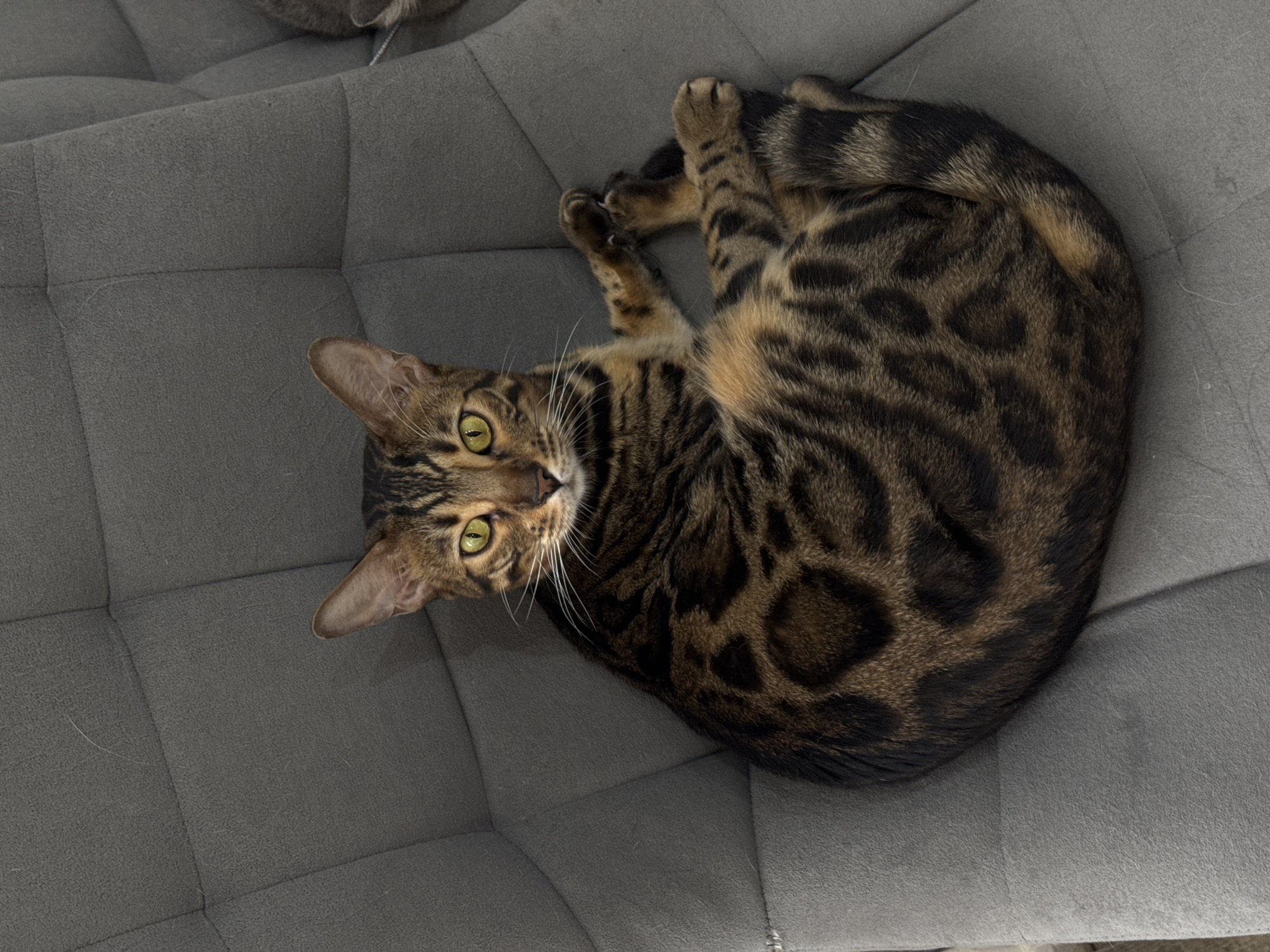 A Bengal cat with distinctive brown and black rosetted fur and striking green eyes is the primary subject of the overhead image. The cat is curled up in a compact, relaxed position on a grey upholstered surface, looking directly upwards towards the viewer. Its paws are tucked close to its body.
The surface beneath the cat appears to be a soft fabric, possibly suede or velvet, with a tufted or quilted design creating square sections. There are visible loose hairs on the grey fabric, indicating the presence of pets. In the upper left corner of the frame, a small portion of a different animal's fur, grey or blue-grey in color, is visible, suggesting another animal is partially out of frame. The lighting is even, suggesting an indoor setting, and there are no discernible shadows that would indicate a specific time of day or outdoor environment. The cat's expression is alert and calm. No text is visible in the image.