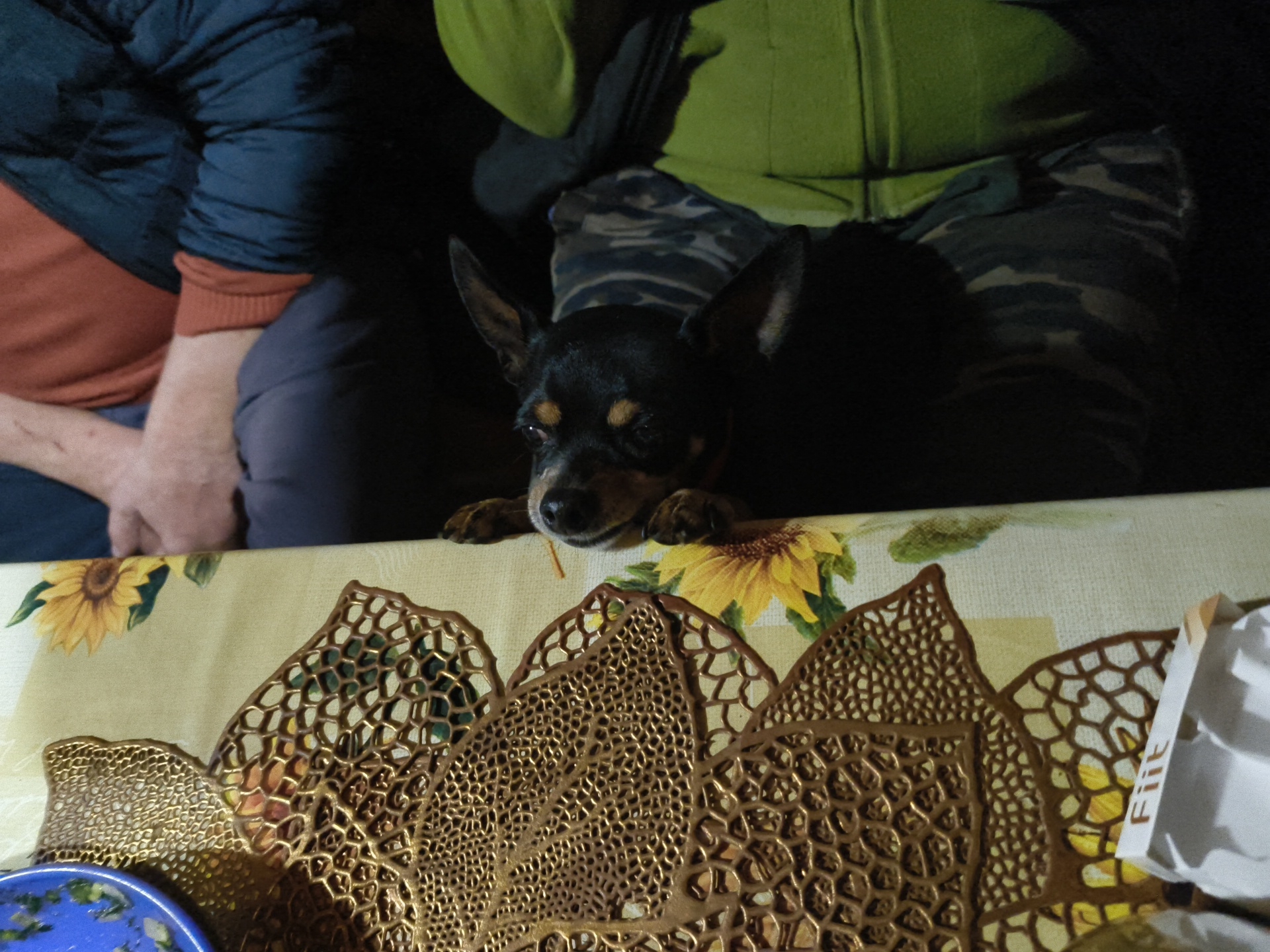 The image shows a small black dog with tan markings on its face peeking over the edge of a table. The dog is positioned in the center of the frame, with its front paws resting on the table's surface. The table is covered with a tablecloth featuring a sunflower pattern. In the foreground, there are decorative, lacelike objects made of a dark material. Behind the dog, two individuals are partially visible, one wearing a green jacket and the other a dark blue jacket over an orange shirt. The background is dark and indistinct. The image appears to have been taken indoors or in a dimly lit outdoor setting. There is no visible indication of the location in Pravdist-1 SNT, Russia, within the image itself.
