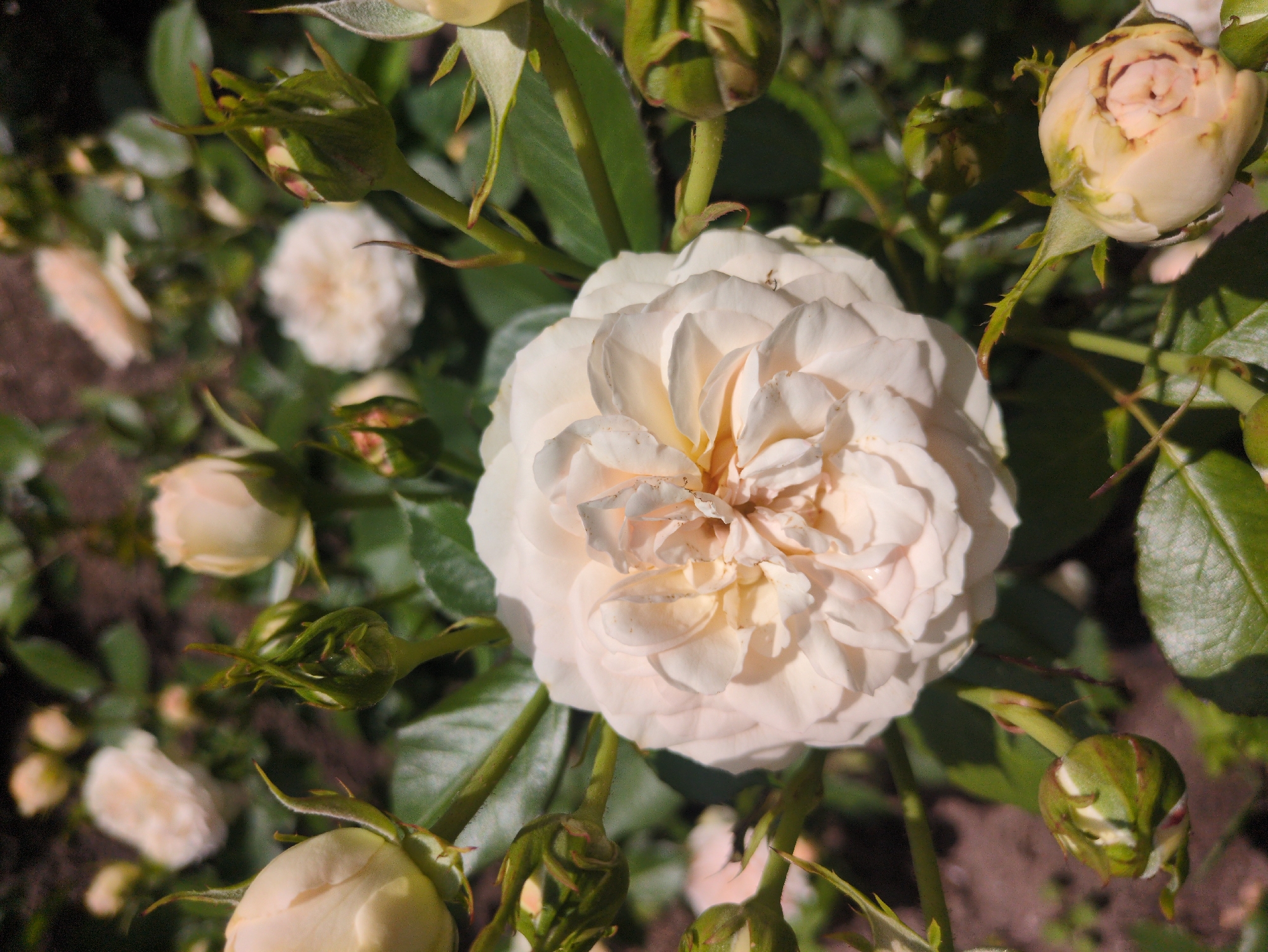 This is a close-up, top-down photograph of a cluster of pale cream-colored roses in various stages of bloom, set against a backdrop of dark green foliage and soil. A fully bloomed rose occupies the center of the frame, its delicate petals unfurling to reveal a complex, layered center. Surrounding this central bloom are several rose buds, some tightly closed and green, others beginning to open and show hints of their creamy color. The scene is captured in natural light, casting soft shadows and highlighting the texture of the petals and leaves. The image does not depict any people or specific city landmarks in Kulebaki, Russia.
