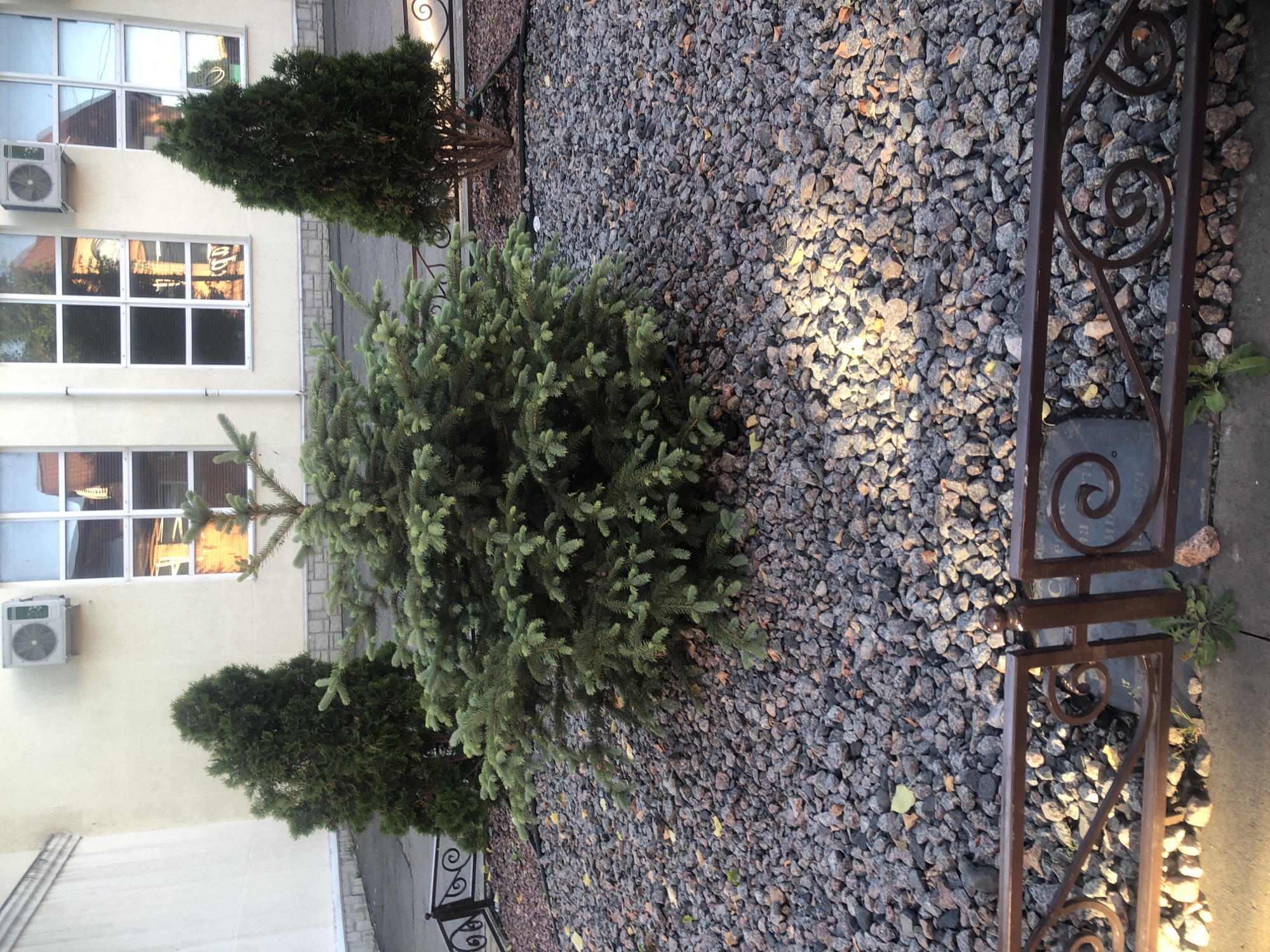 A low-angle outdoor shot captures a small, decorative evergreen tree in the foreground, planted in a bed of dark gray gravel. The tree is full and bushy, with visible needles. Behind it, to the left, is another, taller evergreen tree. To the right, a third evergreen tree, also smaller than the one in the center, stands. The ground is covered in the same dark gray gravel, with a few fallen yellow leaves scattered about. A dark brown, ornate metal fence with swirling decorative elements runs across the bottom of the image, separating the gravel area from a concrete sidewalk. In the background, a beige building with a stone foundation and large windows is visible. One window has a reflective surface, showing a distorted image of a brick building and sky. An outdoor air conditioning unit is mounted on the wall above the window. The lighting suggests it is late afternoon, with sunlight casting shadows on the gravel.