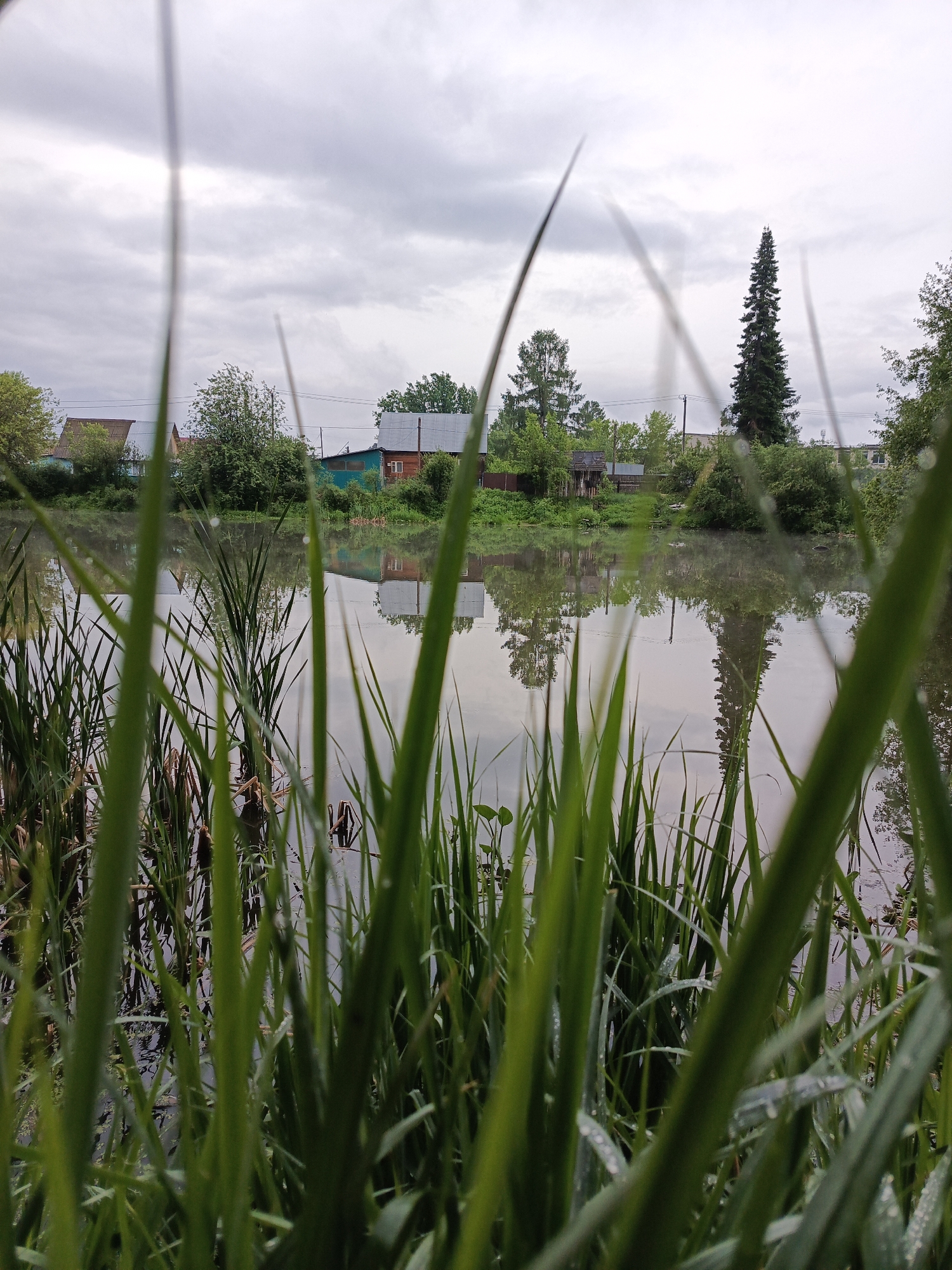 A low-angle, overcast outdoor shot depicts a body of water (likely a pond or lake) fringed with tall green grass. Dewdrops are visible on the blades of grass, suggesting a recent rain or high humidity. The water surface reflects the surrounding landscape, including buildings and trees. In the background, several structures are visible, with one building appearing to be turquoise. There is a tall, slender conifer tree that is prominently reflected in the water. The location is Chaikovsky, Russia.