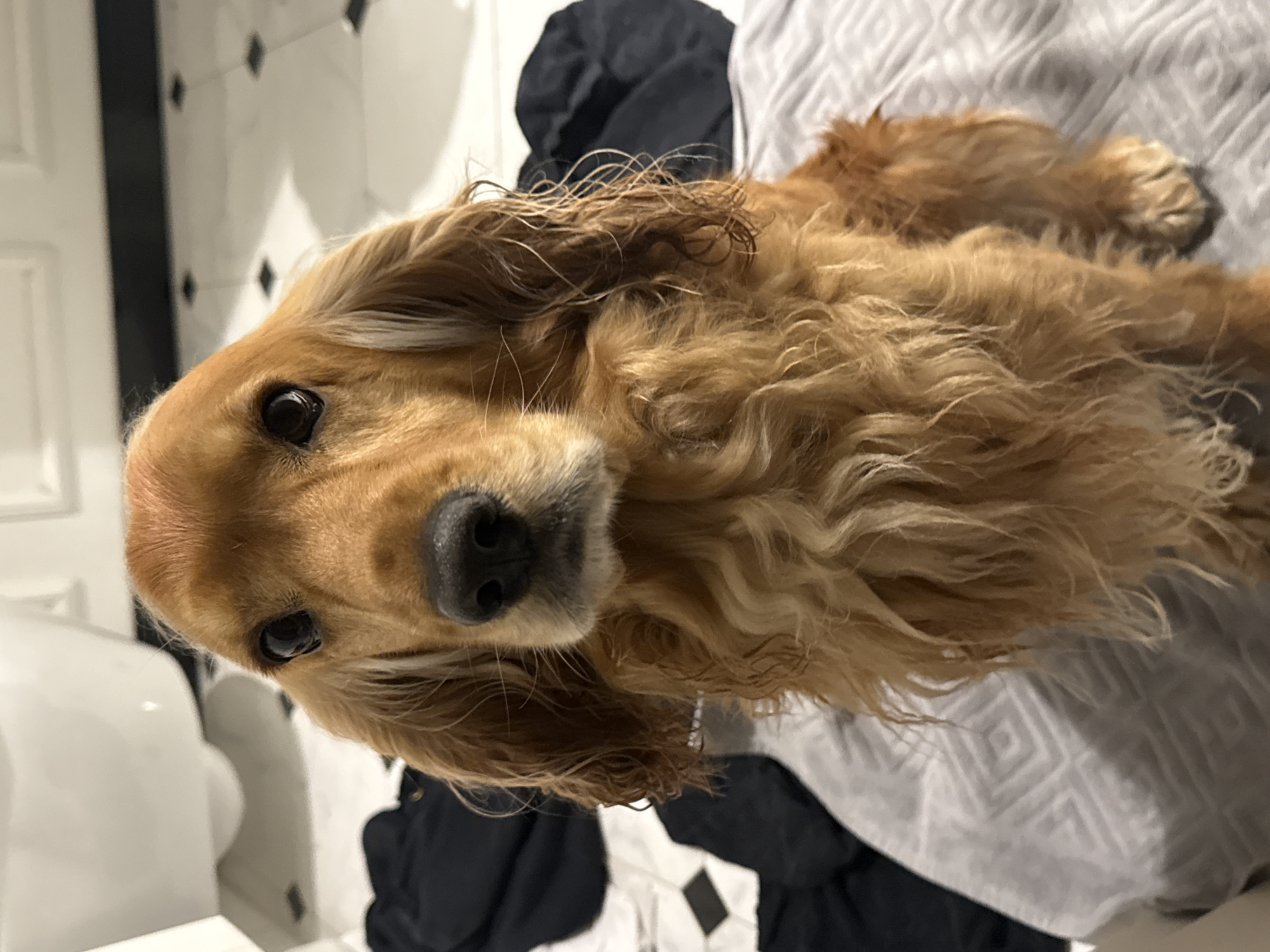 A medium shot captures a golden cocker spaniel sitting on a grey patterned blanket. The dog has long, wavy ears that fall past its chin, and its fur is a light golden brown. Its nose is black and moist, and its dark eyes are looking directly at the camera. In the background, a white toilet is visible, and to the left and right of the dog are folded black garments. The floor appears to be tiled with a black and white diamond pattern.
