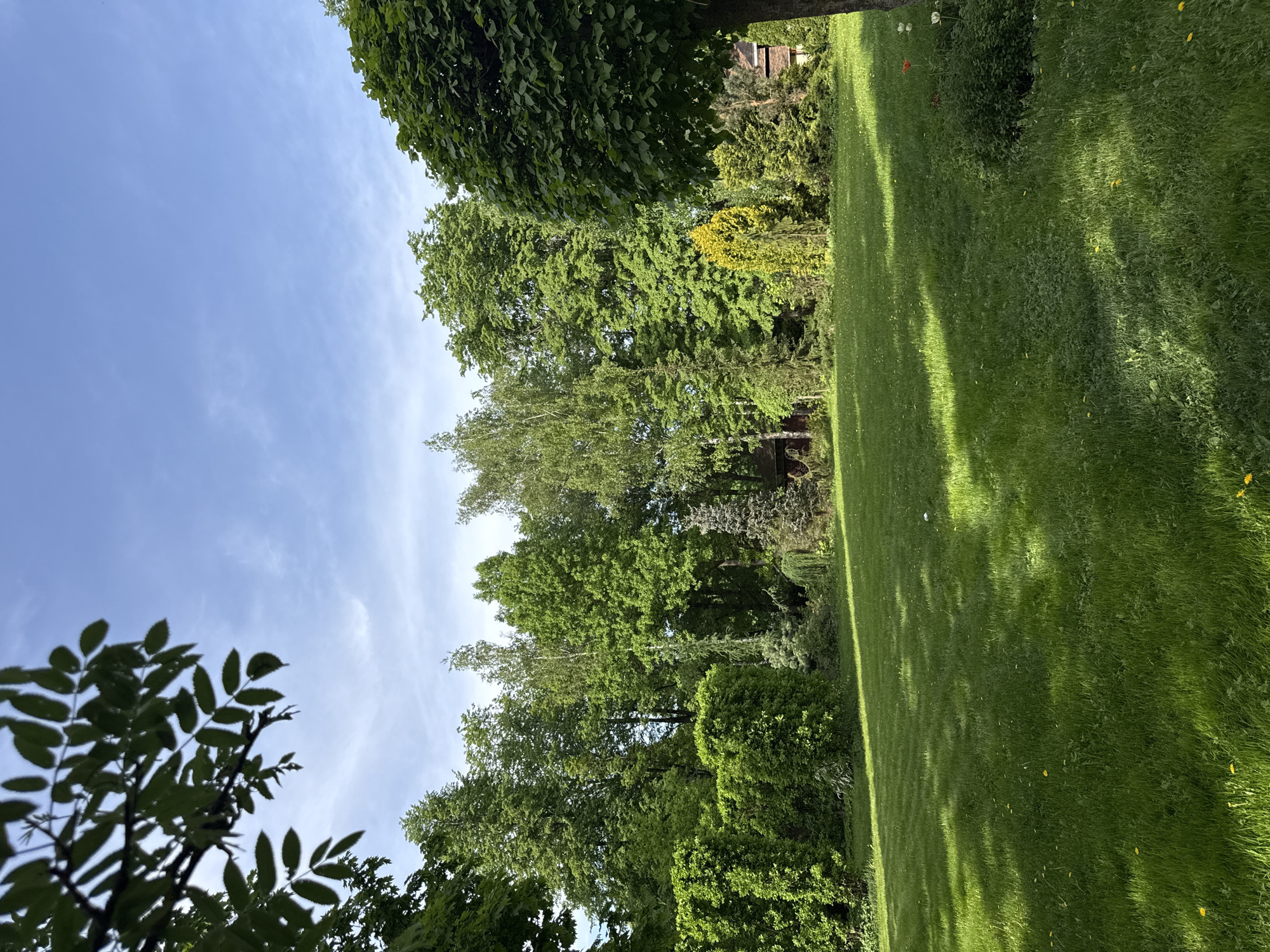 The image shows a view of a lawn and trees in what appears to be a garden setting. The location is likely Sapronovo, Russia. The lawn is green and well-maintained, with noticeable patterns suggesting mowing. A variety of trees are visible, with different shapes and foliage colors, some casting shadows across the lawn. The sky is blue with some light cloud cover. No people, specific objects, or actions are evident. The environment seems calm and natural.