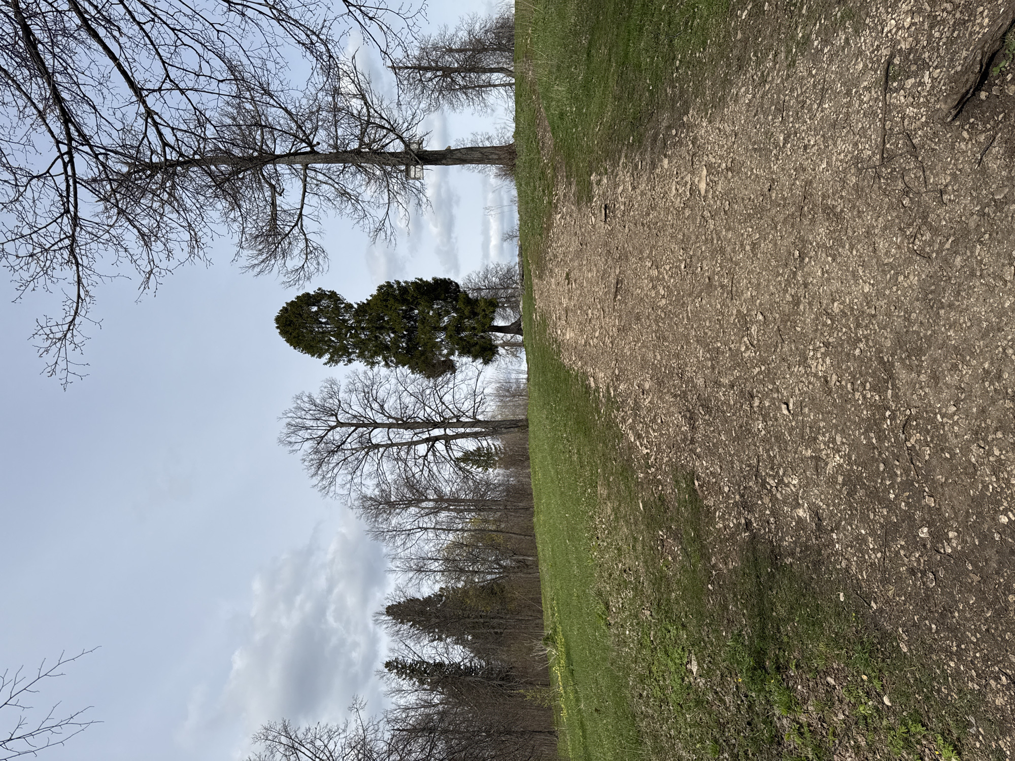 The image presents a serene outdoor landscape, likely captured during late winter or early spring in a natural setting such as a park or forest. A broad, unpaved path, composed of dirt and scattered gravel, occupies the right side of the frame, guiding the eye from the foreground towards the distant treeline.
To the left of the path, a verdant expanse of green grass blankets the ground, dotted with occasional patches of lighter, drier vegetation. Beyond this grassy area, a diverse collection of trees forms a significant part of the scene. Many of these are deciduous trees, their branches bare and stark against the sky, indicating the season. Interspersed among them are several evergreen trees, their dark green foliage providing a striking contrast to the lighter hues of the bare branches. One particularly prominent, densely foliated evergreen tree stands out to the left of the path.
The sky above is light grey and largely overcast with soft clouds, suggesting a cloudy or partly cloudy day. The lighting is diffused, casting no sharp shadows, which implies it could be late morning or early afternoon. No people, animals, or artificial structures are visible, lending a quiet, undisturbed atmosphere to the scene. The overall impression is one of natural beauty and tranquility in a rural or semi-rural environment, consistent with areas like Павловка, Russia. No text is visible in the media file.