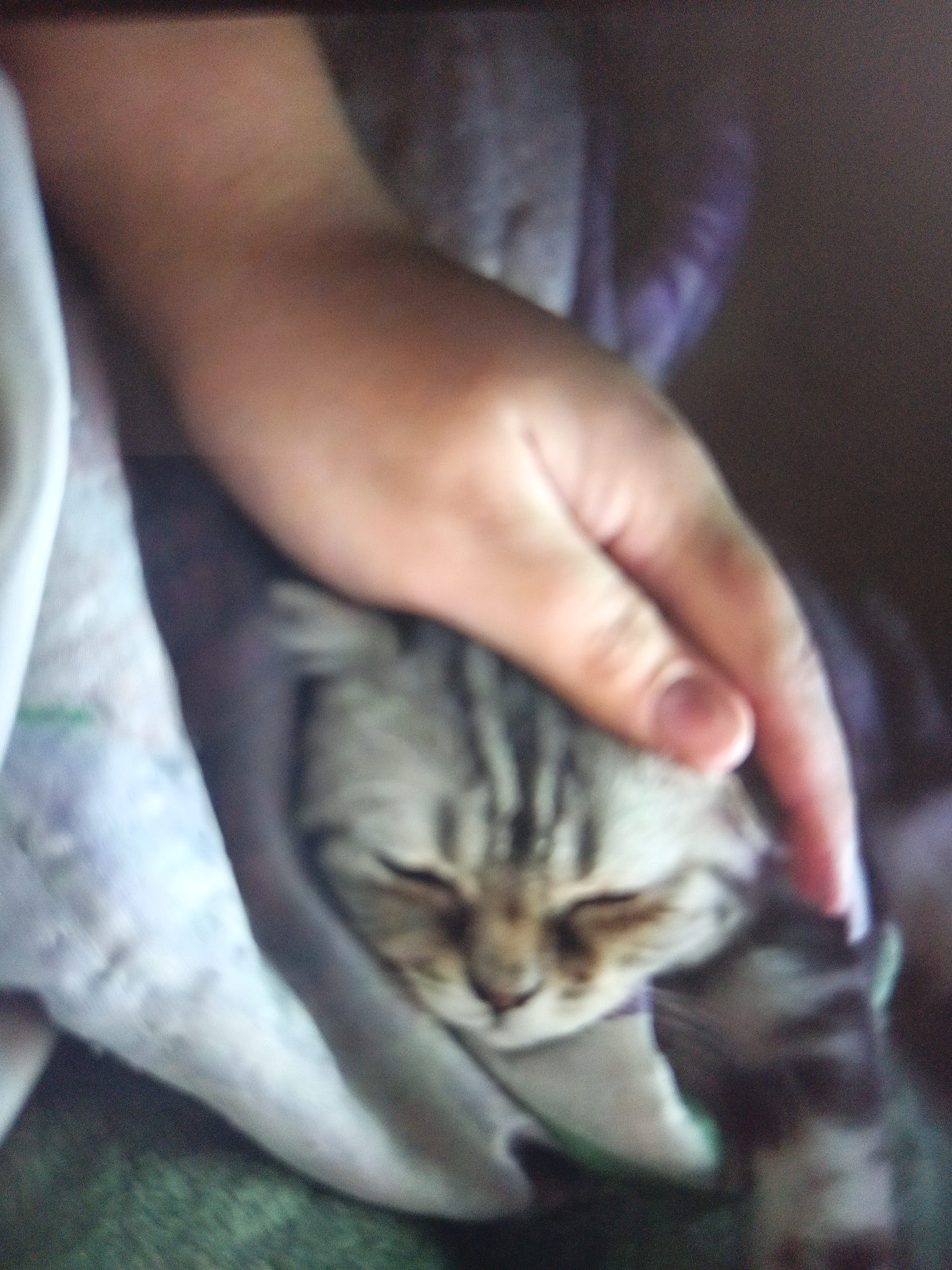 A close-up shot shows a hand gently resting on a sleeping tabby cat, which is wrapped in a patterned blanket. The scene appears to be indoors. There is no evidence to indicate that it is located in Noviy, Russia.
