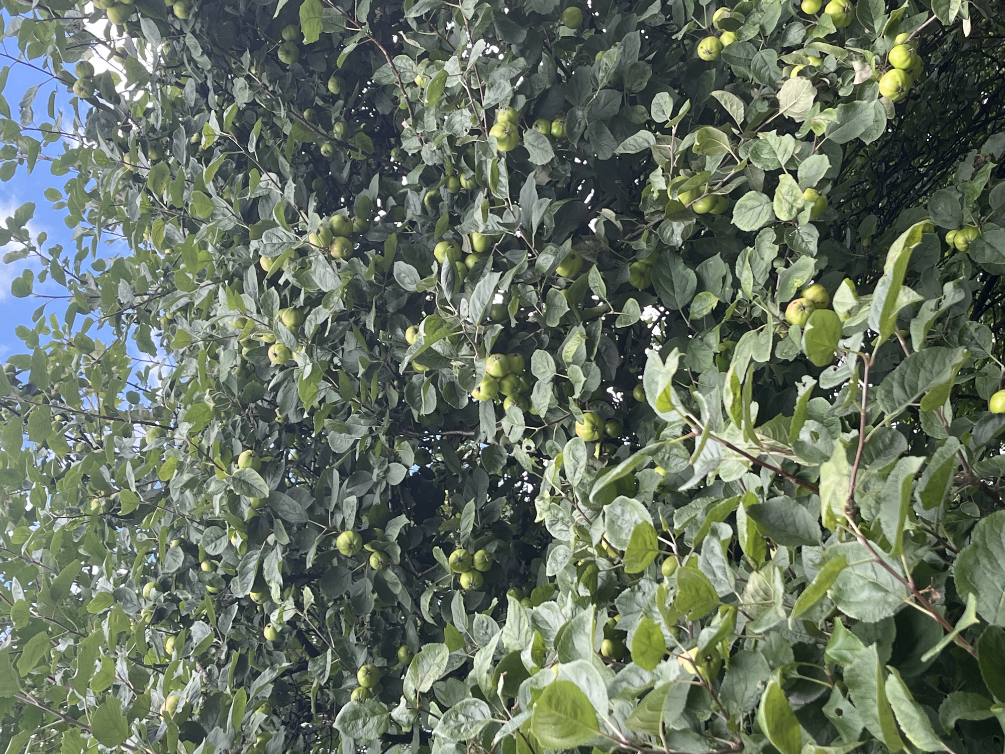 A close-up, low-angle view of a dense apple tree laden with numerous small, green apples, viewed from below against a bright, partly cloudy sky. The leaves are a deep green and abundant, obscuring much of the tree's structure. The apples vary in size and are scattered throughout the branches. The image appears to be taken in an outdoor setting, likely a garden or park in Kohtla-Järve linn, Estonia, during the daytime. There are no people or other animals visible in the frame.