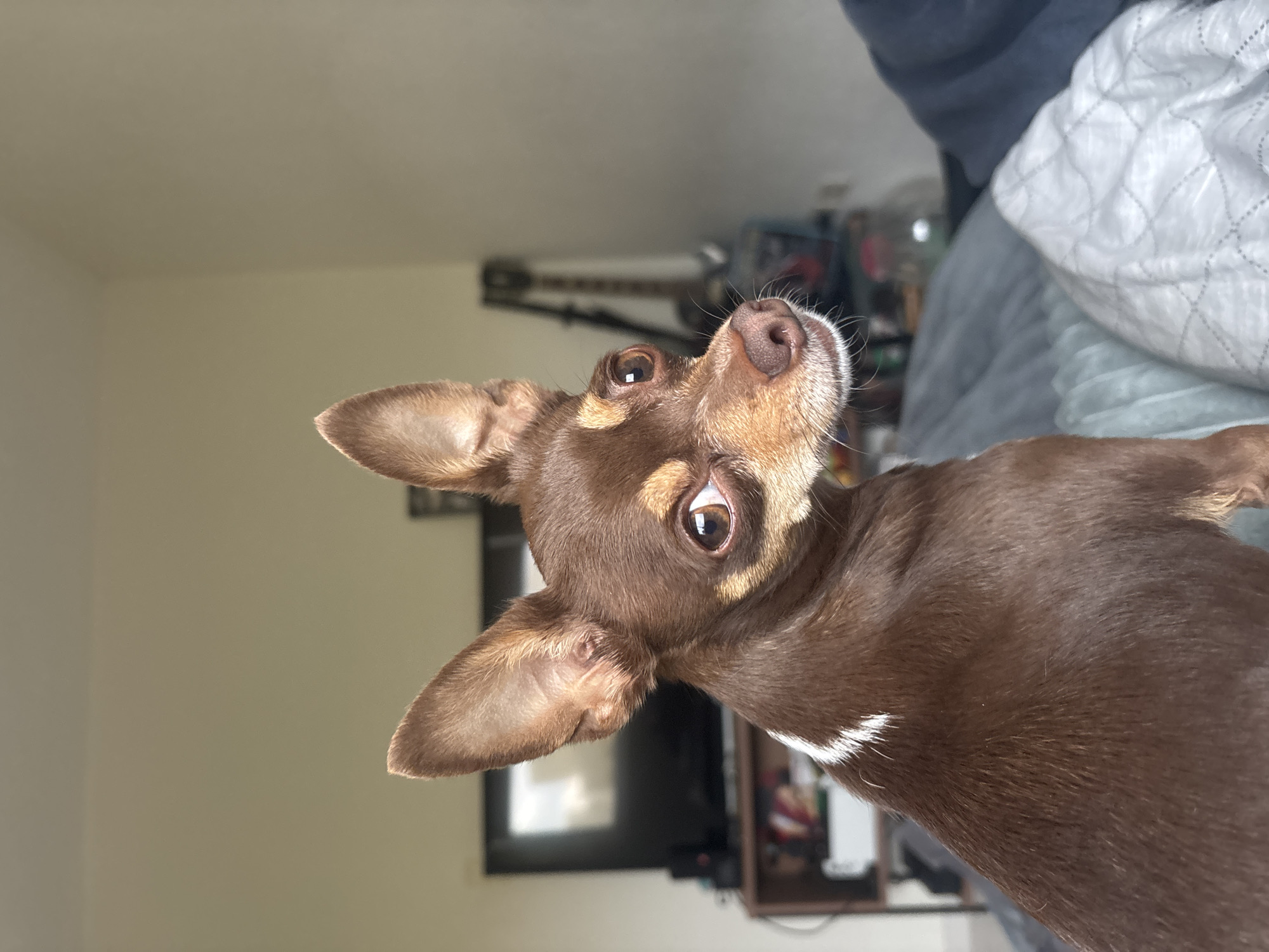 A brown dog with erect ears is looking up at the camera. The dog has a light-colored muzzle and white markings on its chest. The dog is lying on a bed with a white and gray patterned comforter. In the background, there is a guitar and a television. The location is not apparent from the image.