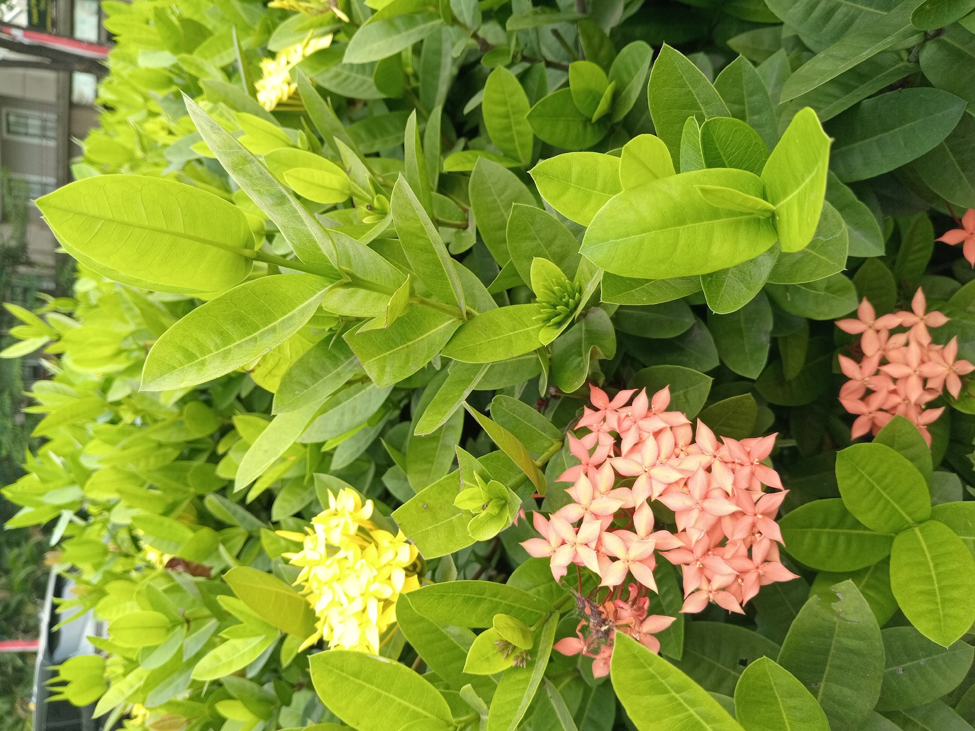 This is a close-up, eye-level shot of a dense Ixora plant in the city of Gunung Putri, Indonesia. The Ixora plant features numerous clusters of small, star-shaped flowers in shades of coral pink and vibrant yellow, interspersed with lush, bright green foliage. The leaves are oval-shaped with pointed tips and prominent veins. The background is blurred, hinting at an outdoor environment with some hints of buildings and possibly trees, suggesting an urban or suburban setting. There are no people or animals visible in the image, and no actions or interactions are depicted. The scene is a still, natural composition of flora.