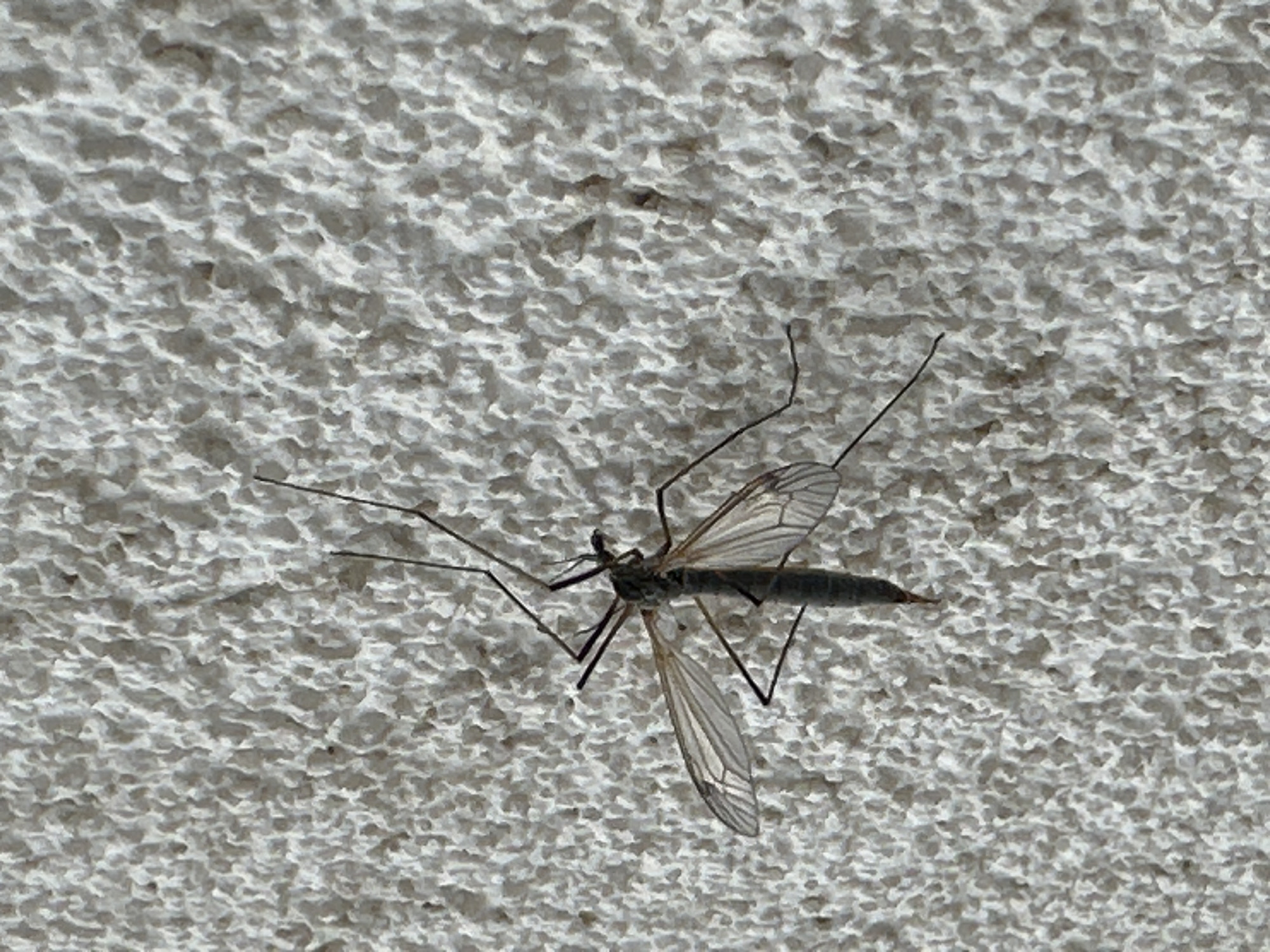 A crane fly is perched on a rough, light-colored wall. The background appears to be stucco or a similar textured surface. The fly has long, slender legs and translucent wings. No evidence suggests the photograph was taken in Svilengrad, Bulgaria. No people are visible.