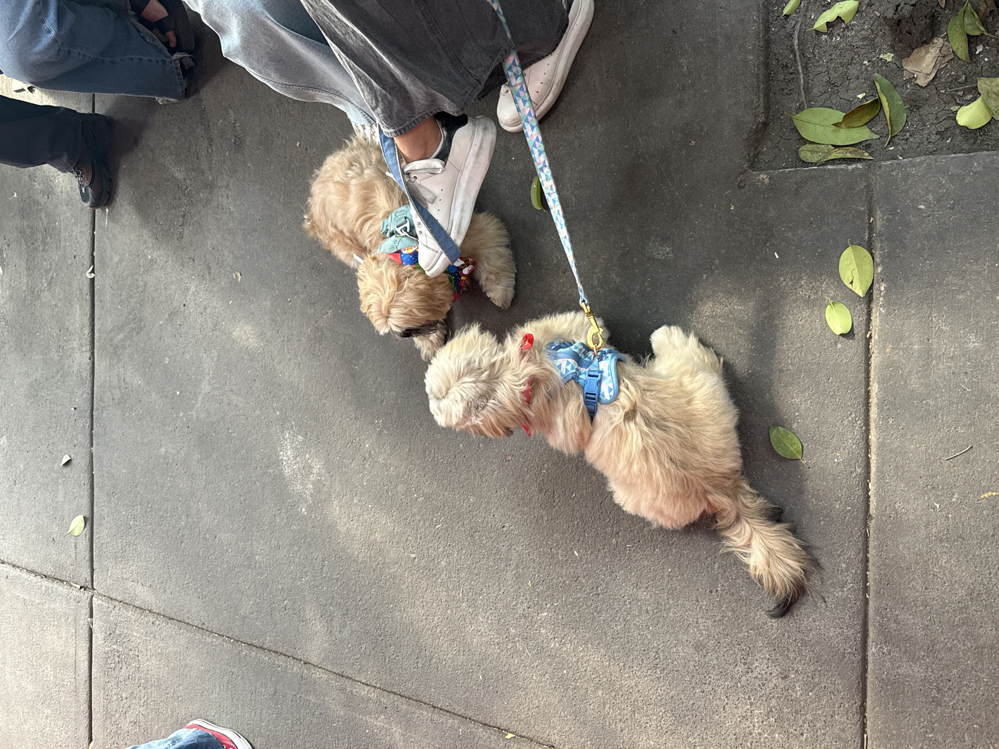 Captured from an overhead perspective, the photograph presents a scene on a grey concrete sidewalk, where two light brown, small dogs, possibly of the Shih Tzu or terrier mix breed, are tethered with leashes connected to their blue harnesses. A portion of a person's leg is visible, clad in grey denim jeans and white sneakers, adjacent to one of the dogs, indicating human interaction. A partial view of another person's legs in blue jeans and black sneakers is visible on the opposite side of the image. The sidewalk is partially surrounded by soil and scattered leaves. Given the composition and urban aesthetic, it is highly probable that this image was taken in Mexico City, Mexico, reflecting the city's dense urban environment.