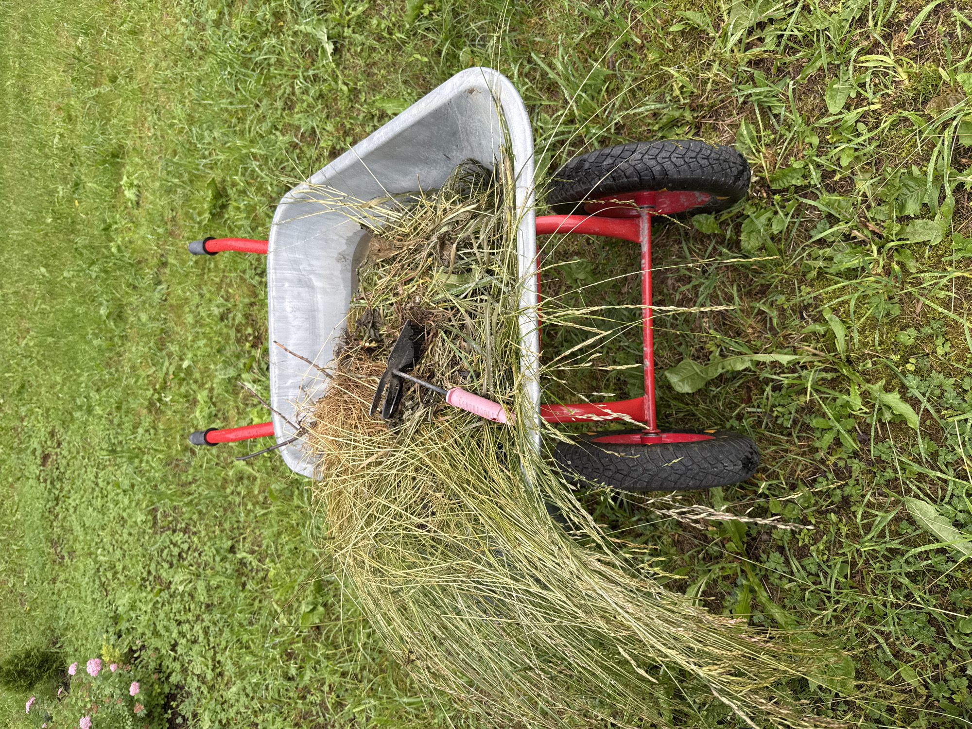 This media file captures a close-up, overhead view of a metal wheelbarrow filled with cut grass and a small hand rake with a pink handle. The wheelbarrow has red handles and a red frame, with two black wheels visible. It is positioned on a grassy area. The grass surrounding the wheelbarrow appears lush and green, with some wildflowers, specifically pink ones, visible in the bottom left corner. The overall scene suggests an outdoor setting, likely a garden or yard, where yard work has recently taken place. The lighting is natural, suggesting daytime. There is no visible text. The image is oriented in landscape format.