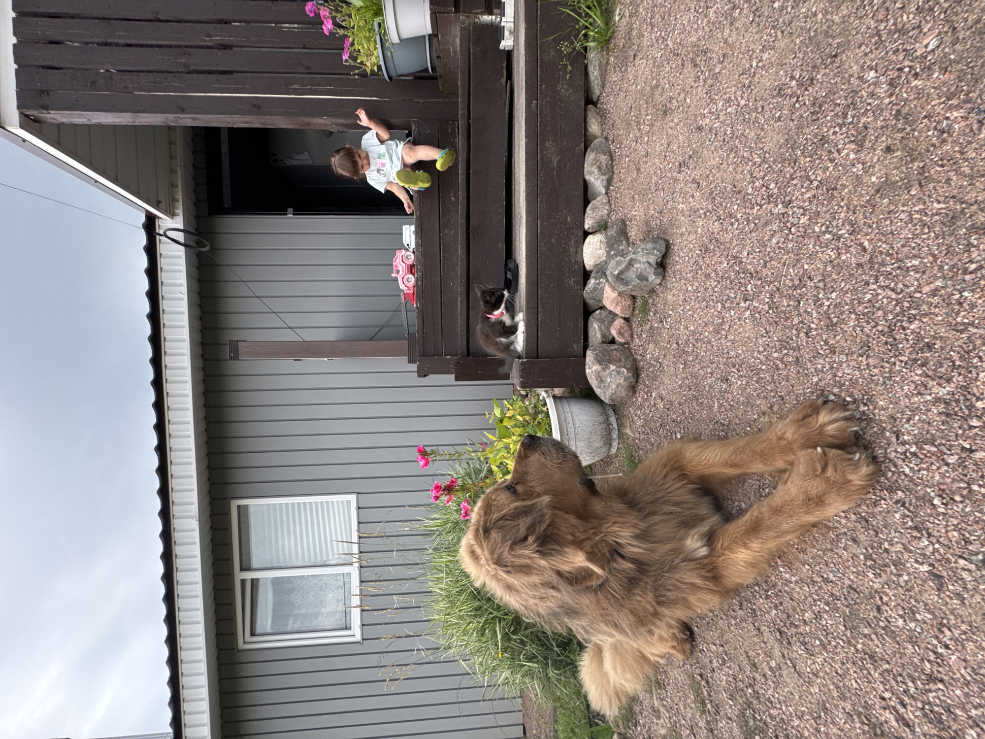 A medium shot captures a fluffy, brown dog lying on a gravel driveway in front of a grey, corrugated metal house with a dark brown wooden porch. On the porch steps, a young child in a light blue shirt and green shoes sits, playing with a pink toy truck and a white trailer. A small black and white kitten with a pink collar is also on the steps, interacting with the child. Pink flowers are visible in pots on the porch, and a tall, green bushy plant is near the dog. The sky is overcast. The image appears to be taken in Kempelevo, Russia, given the context.