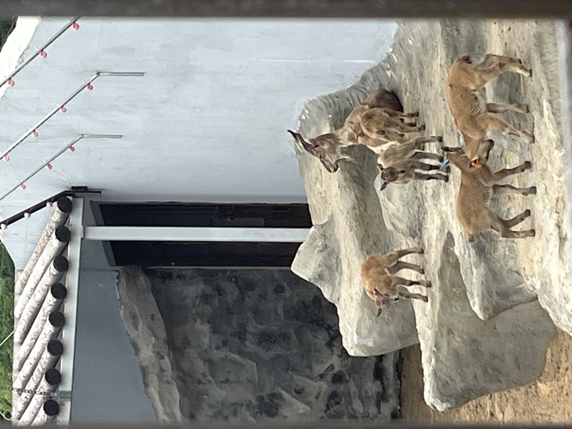 A herd of goats is gathered on a rocky outcrop in front of a light-colored building. The goats are of various sizes, with some appearing to be adults and others younger. One adult goat is positioned on a higher ledge, facing left with its distinctive curved horns visible. Several younger goats are spread out on the rocks below. Two young goats in the foreground are interacting, with one nudging the other. The environment appears to be an enclosure, possibly a zoo or wildlife park, with a fence visible in the foreground. The building behind the goats has a tiled roof and a light-colored, textured wall. The ground is sandy and the rocks are irregularly shaped.