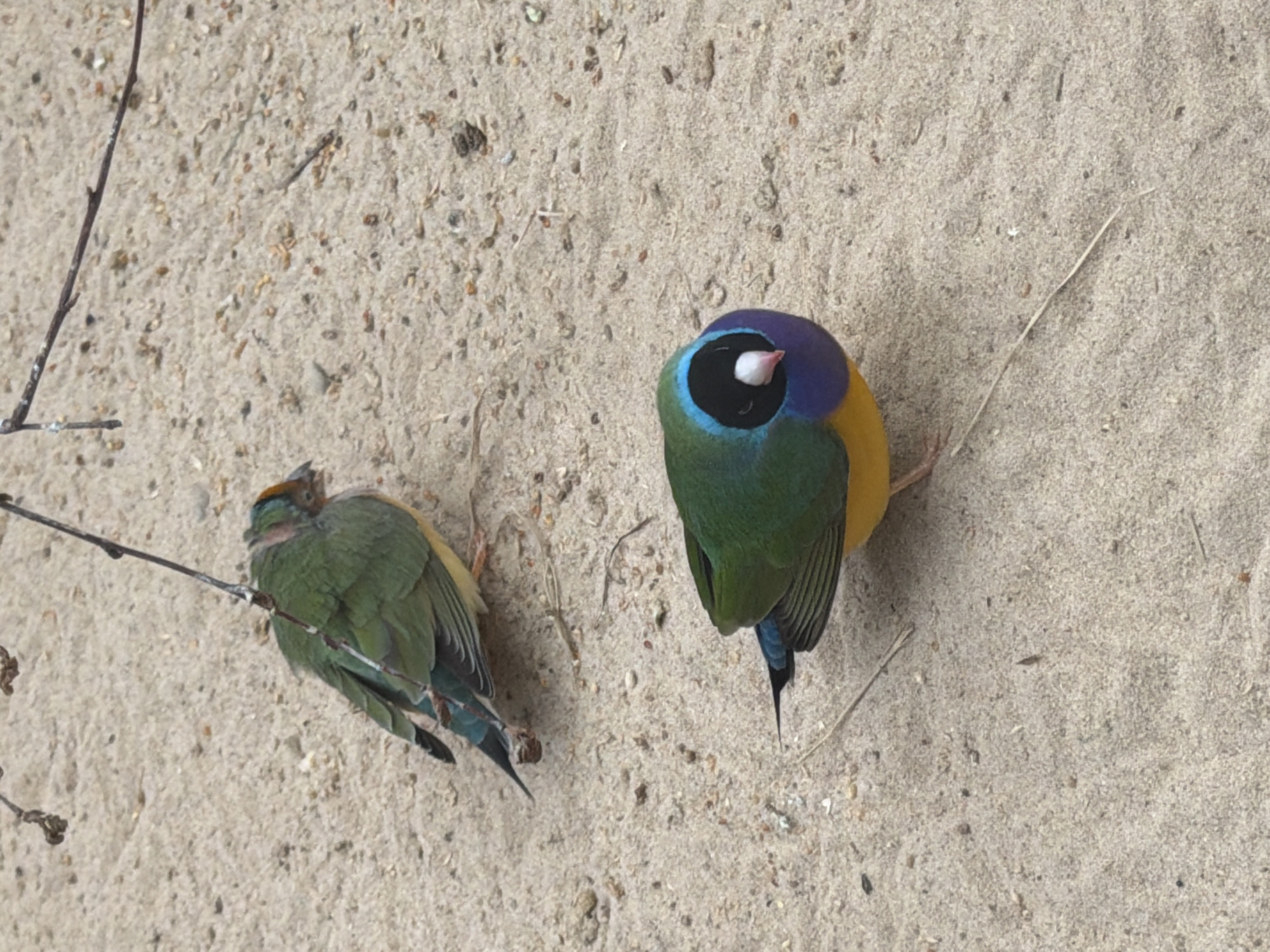 Two Gouldian finches are perched on a sandy ground in Akatovo, Russia. The finch on the right is more vibrantly colored, with a purple head, green body, and yellow chest. The finch on the left is mostly green with some yellow and blue accents, and appears to be slightly ruffled. Both birds have their eyes closed, suggesting they are resting or perhaps asleep. The sandy ground is interspersed with small pebbles and a few dry plant stems. The lighting suggests it is daytime, with no specific indicators of weather conditions. The scene is a close-up view of the birds and their immediate surroundings. There is no visible text in the image.