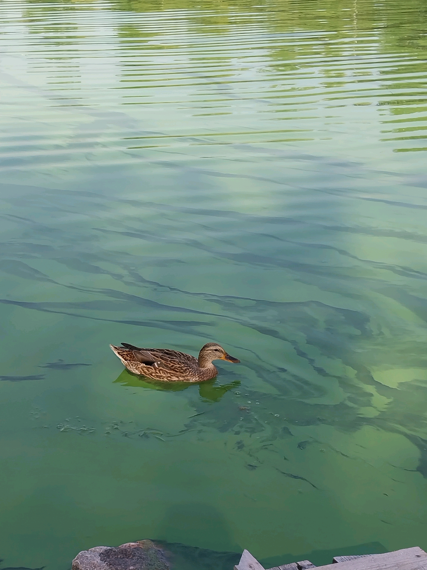 A single mallard duck swims in green water, its feathers a mix of brown, black, and white. The water is rippled, reflecting the green of overhead foliage. Shadows of submerged objects are visible beneath the surface. In the lower left corner of the frame, a large gray rock sits at the edge of the water, and a wooden structure, possibly a dock or pier, is visible in the lower right. The scene is natural, with no human figures present other than potentially implied by the wooden structure.