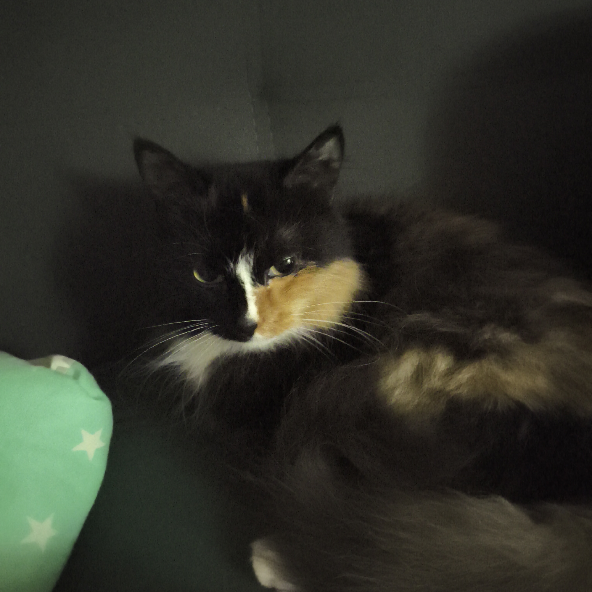 A close-up, dimly lit image shows a calico cat resting on a dark surface, likely a couch, in an unknown location in Unknown, Unknown. The cat's fur is a mix of black, orange, and white, with a distinct split pattern on its face. Its yellow-green eyes are partially visible. A light green pillow with white star patterns is visible in the lower left corner of the frame. The background is dark and blurry, contributing to the low-key lighting of the scene. The cat appears relaxed, with a slightly alert but not aggressive posture.